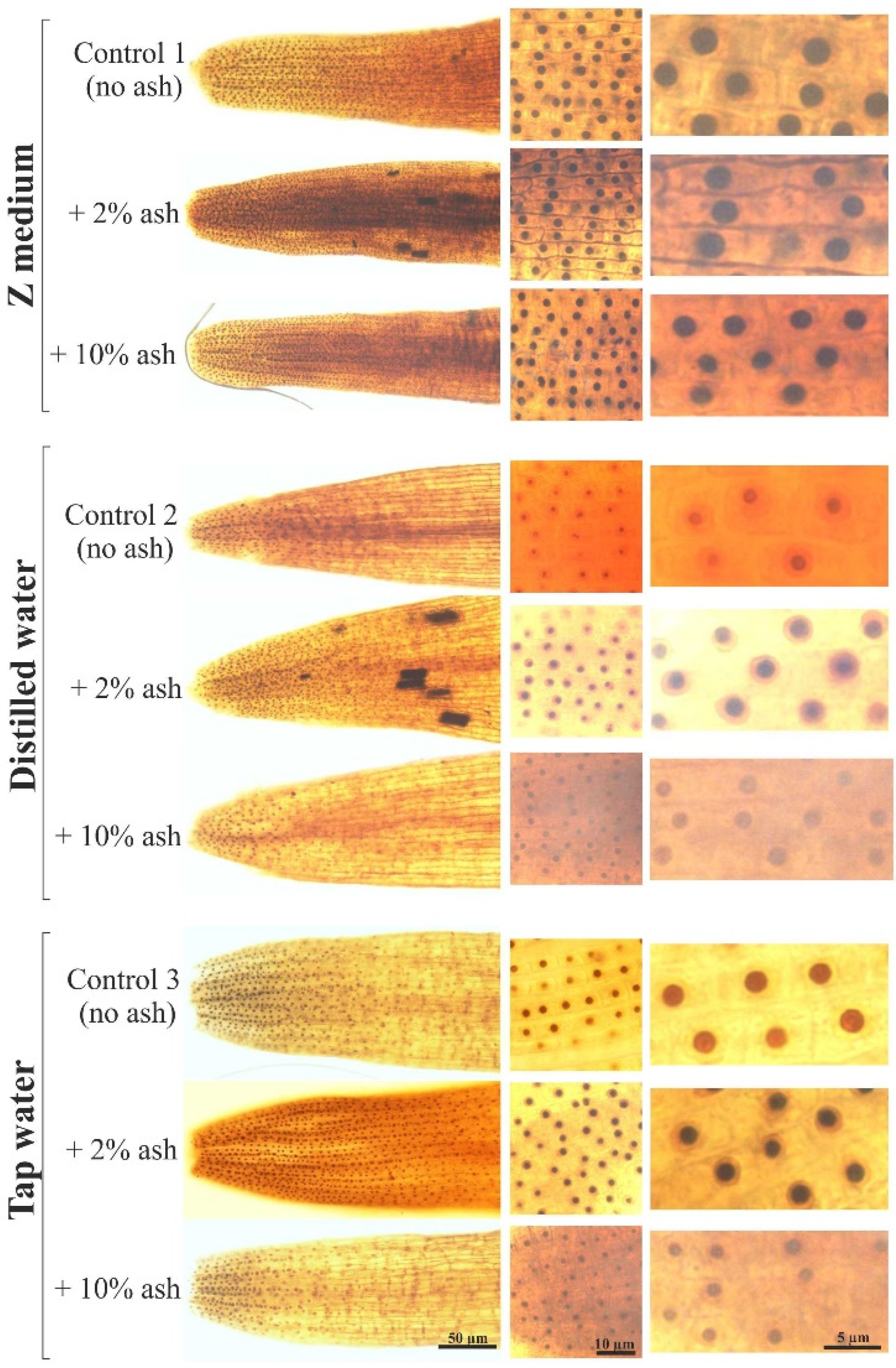 Cells 12 00289 g005 Cells 12 00289 g005
