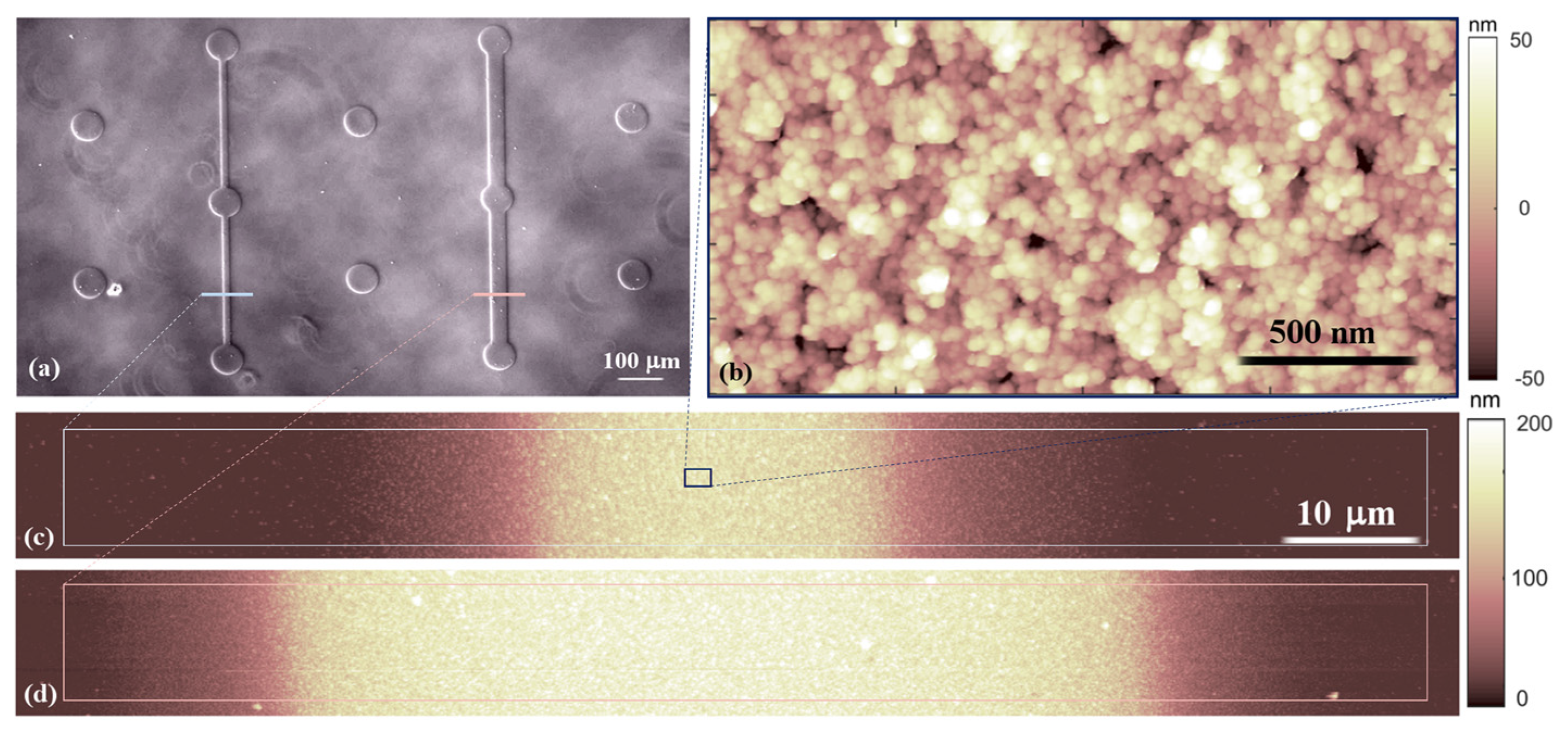 Cells 12 00293 g001 Cells 12 00293 g001