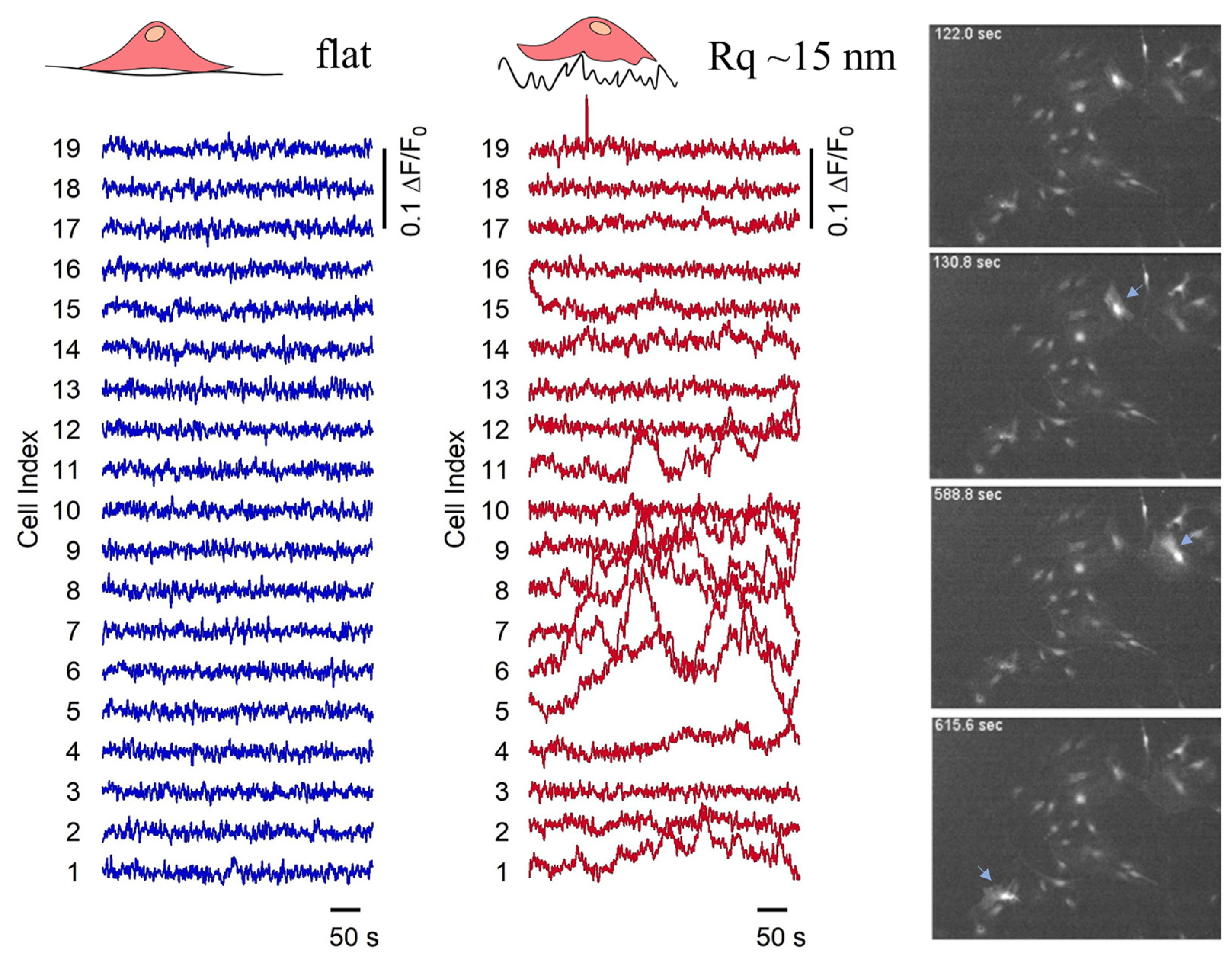 Cells 12 00293 g004 Cells 12 00293 g004