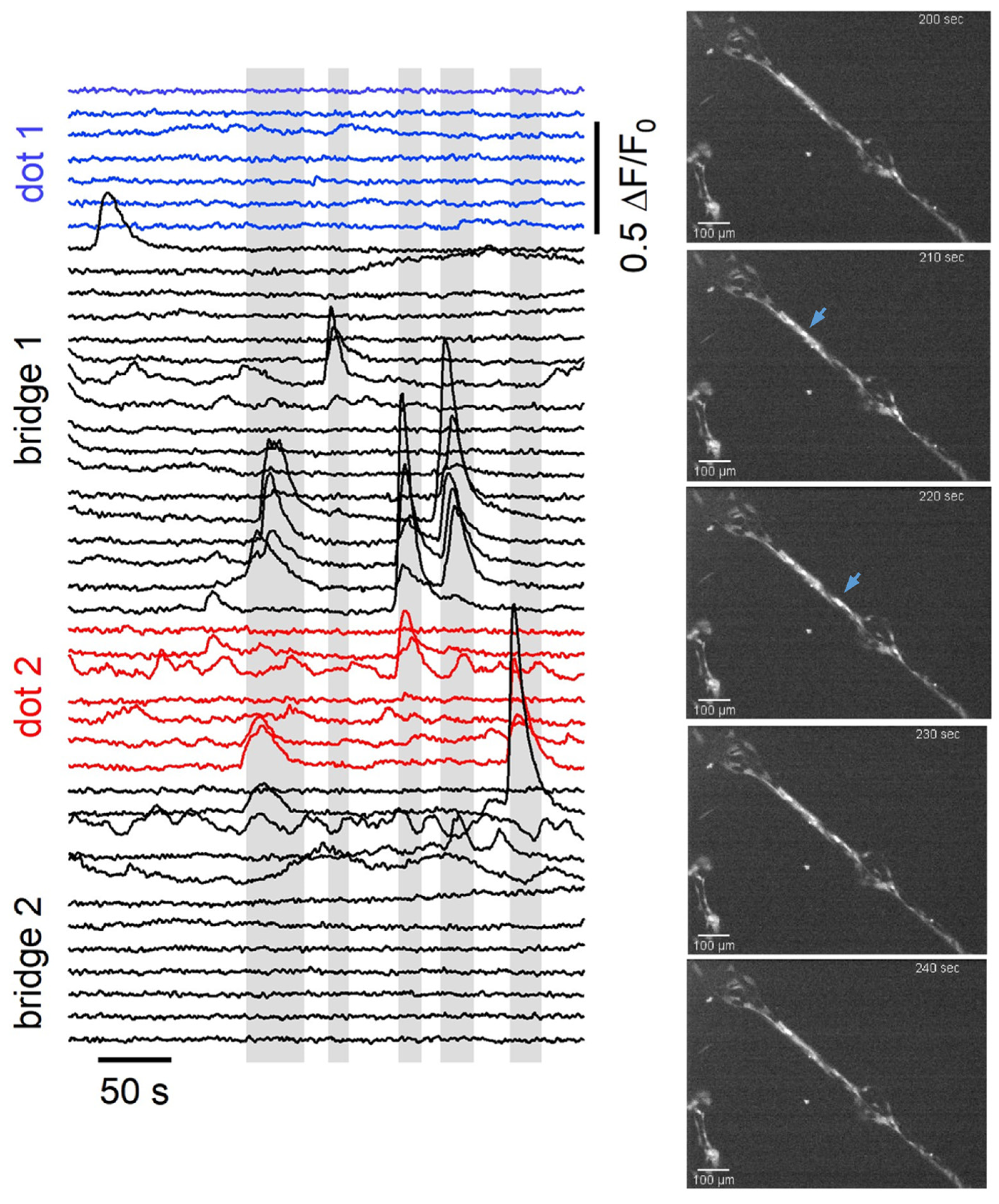 Cells 12 00293 g007 Cells 12 00293 g007