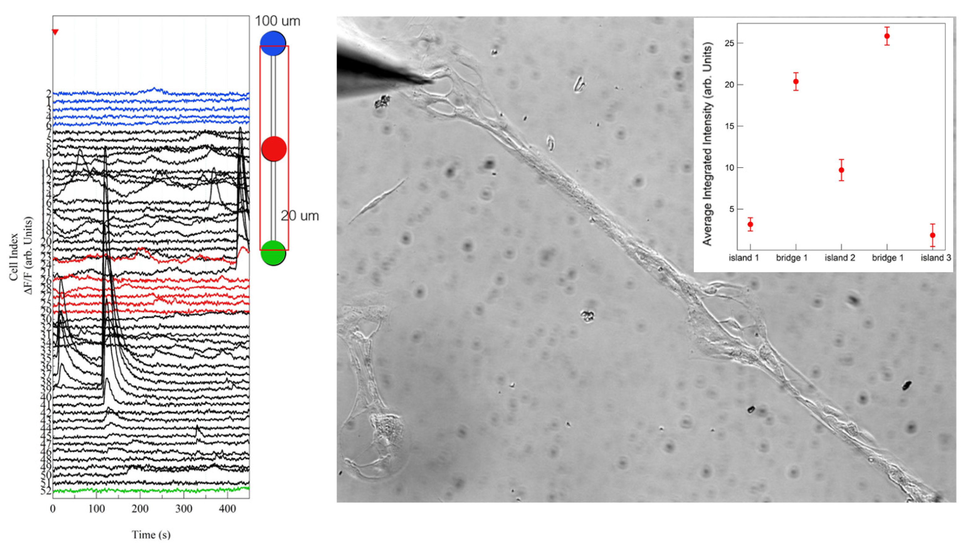 Cells 12 00293 g009 Cells 12 00293 g009