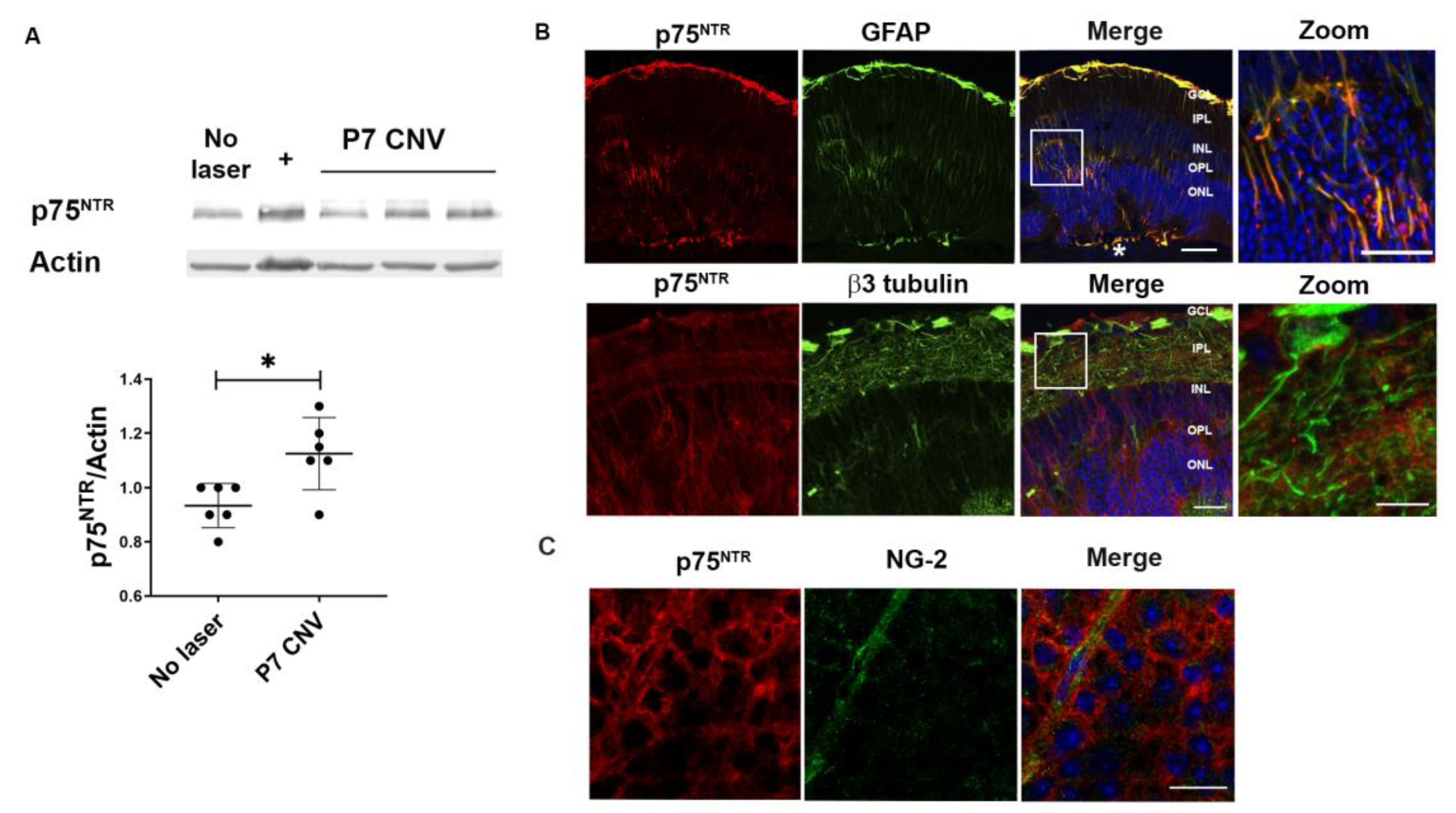 Cells 12 00297 g002 Cells 12 00297 g002