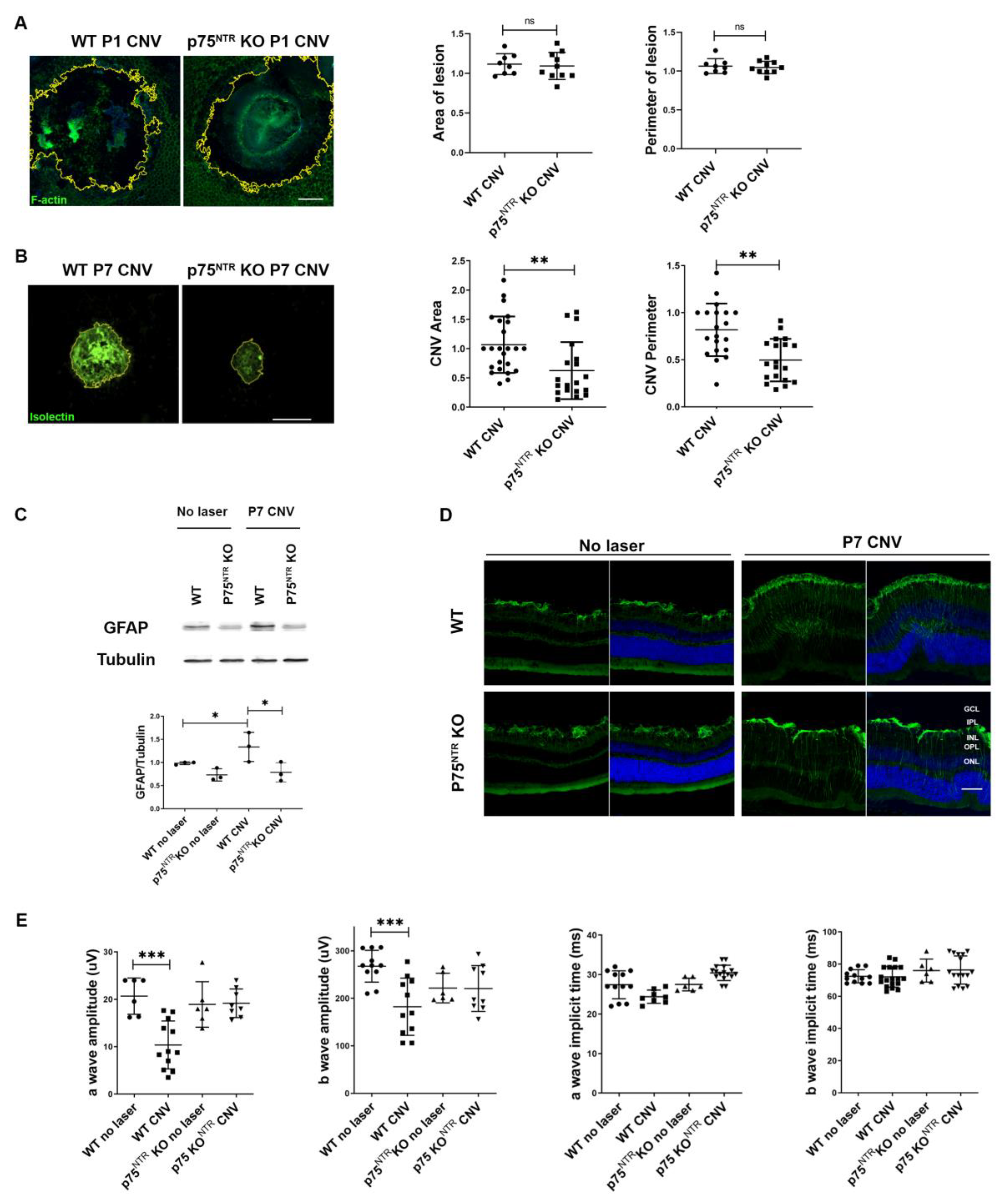 Cells 12 00297 g004 Cells 12 00297 g004