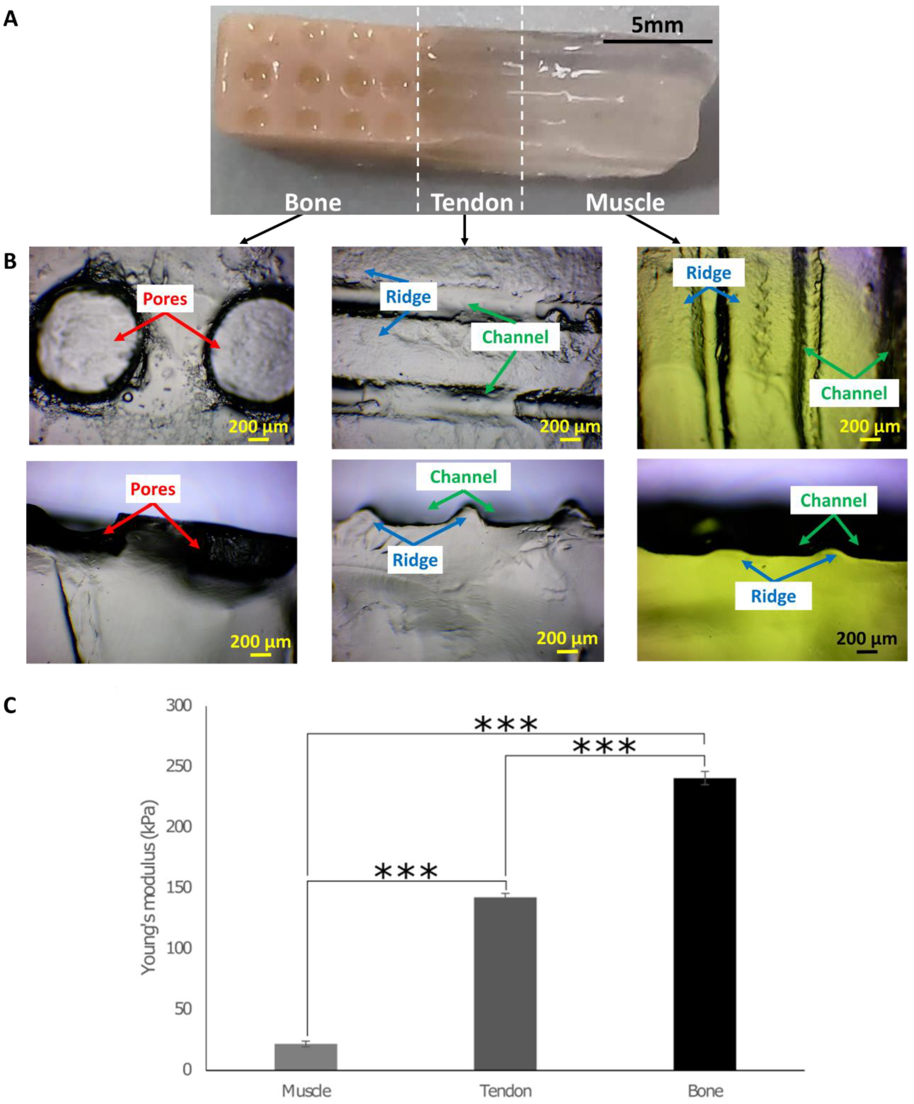 Cells 12 00313 g002 Cells 12 00313 g002