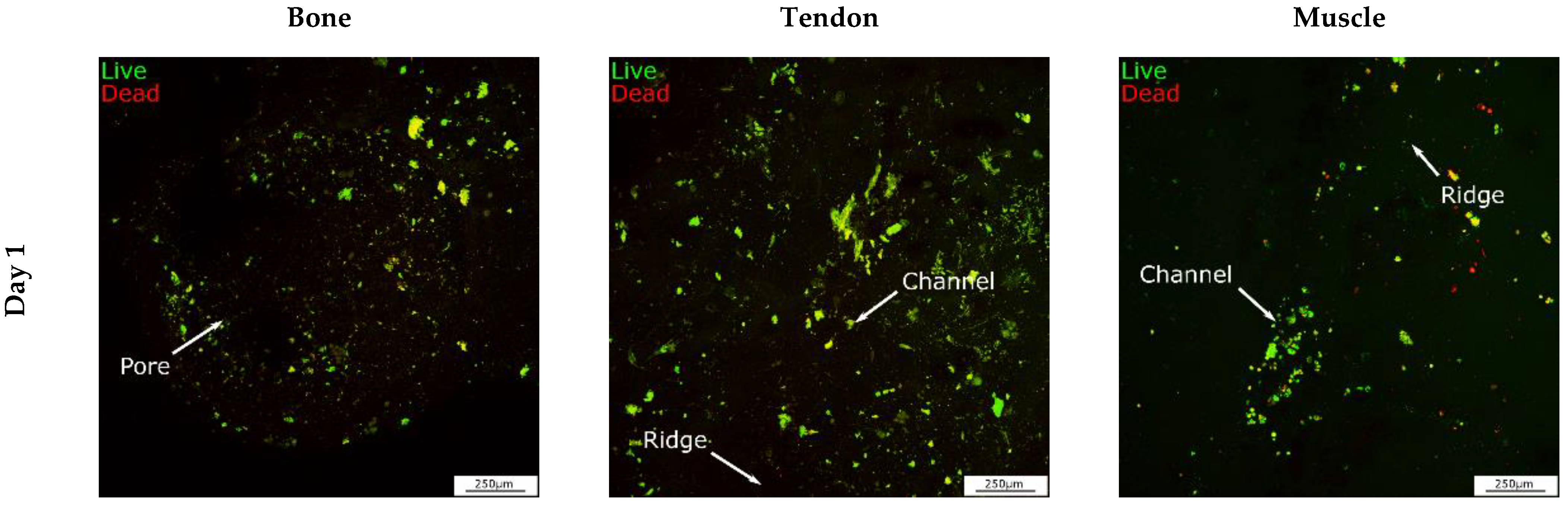 Cells 12 00313 g011a Cells 12 00313 g011a