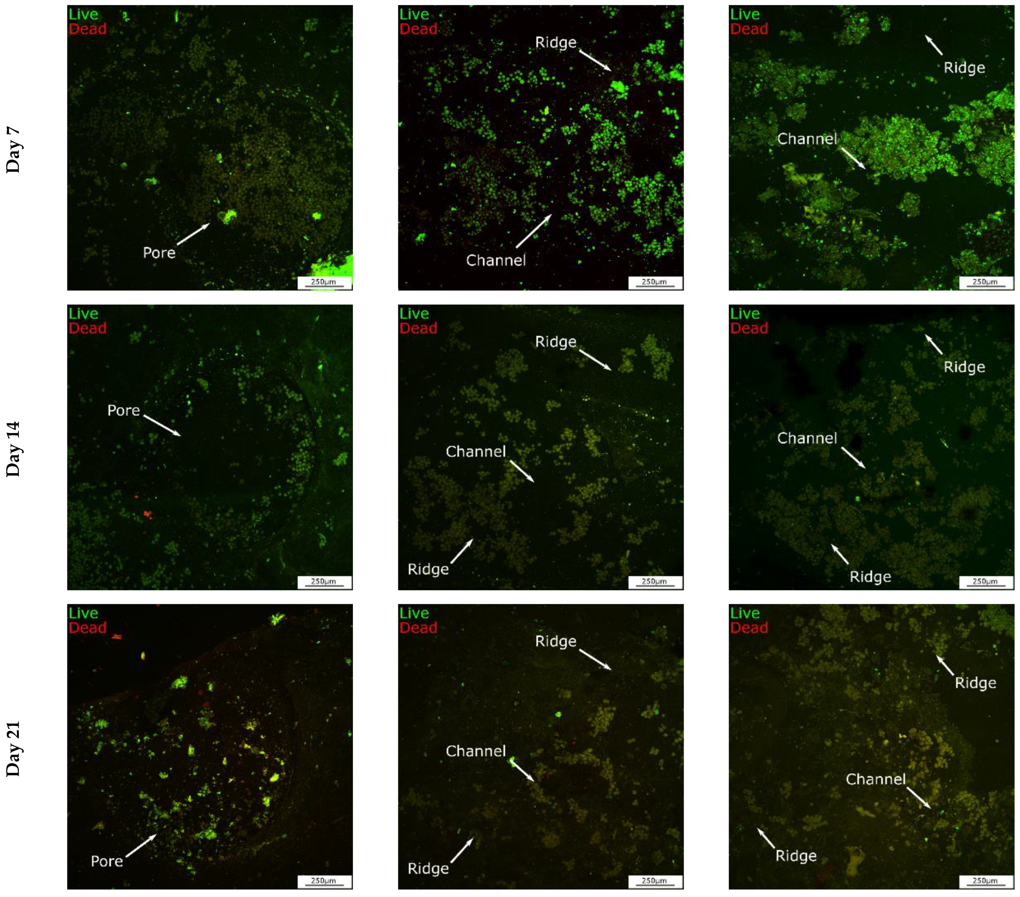Cells 12 00313 g011b Cells 12 00313 g011b