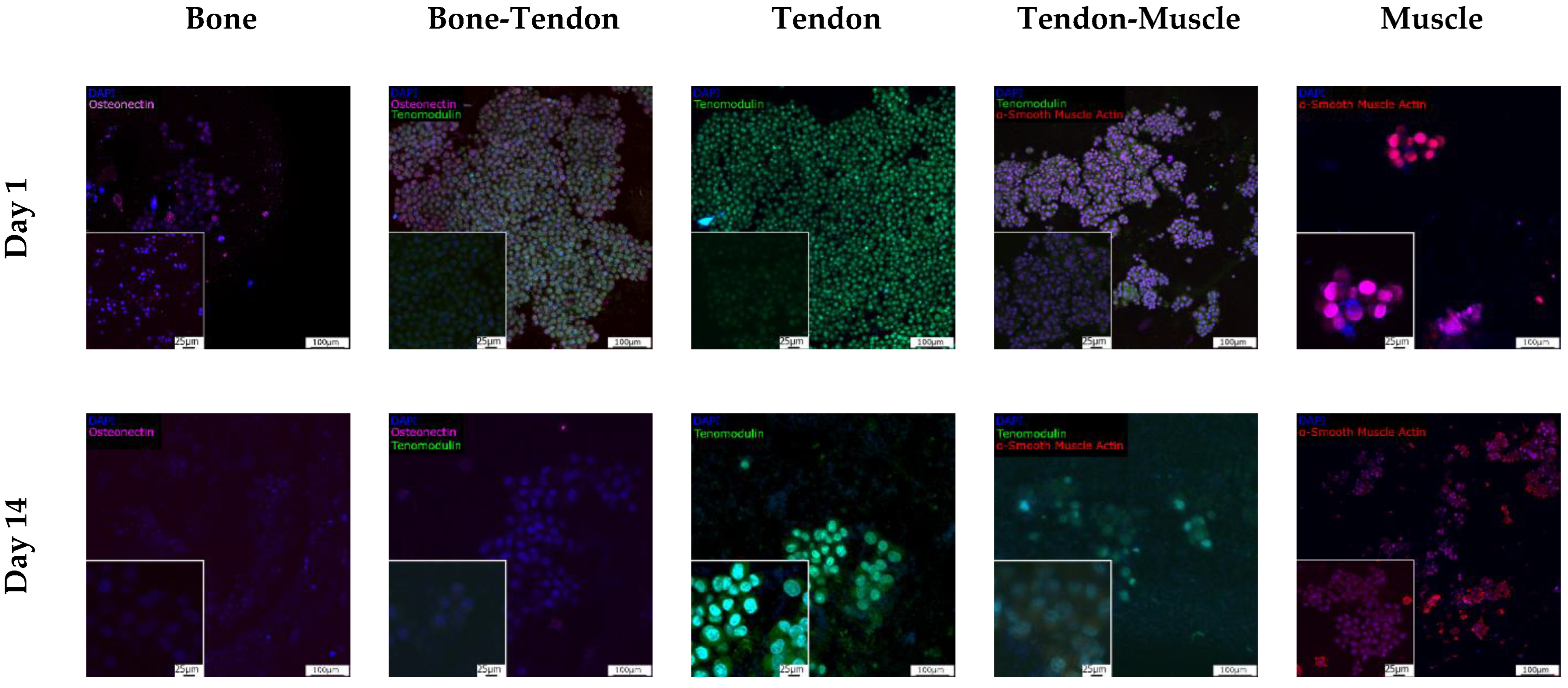 Cells 12 00313 g013 Cells 12 00313 g013