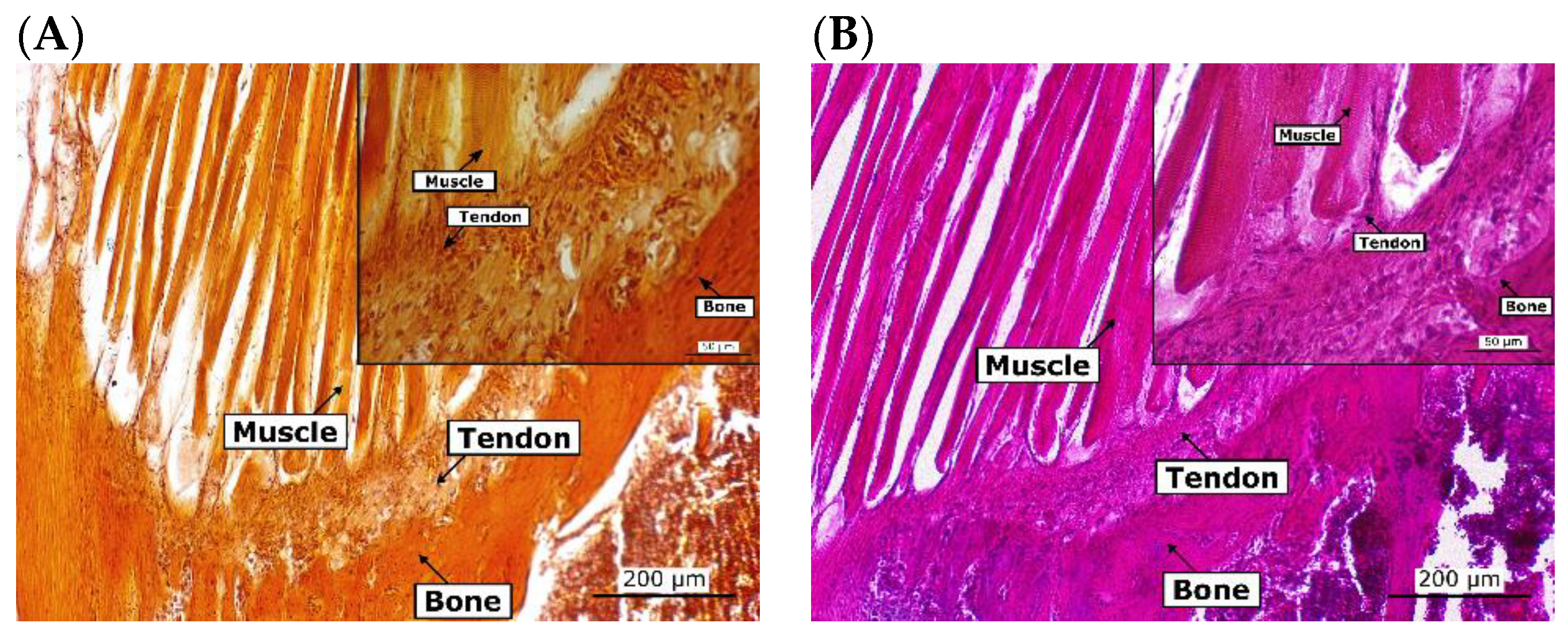 Cells 12 00313 g014 Cells 12 00313 g014