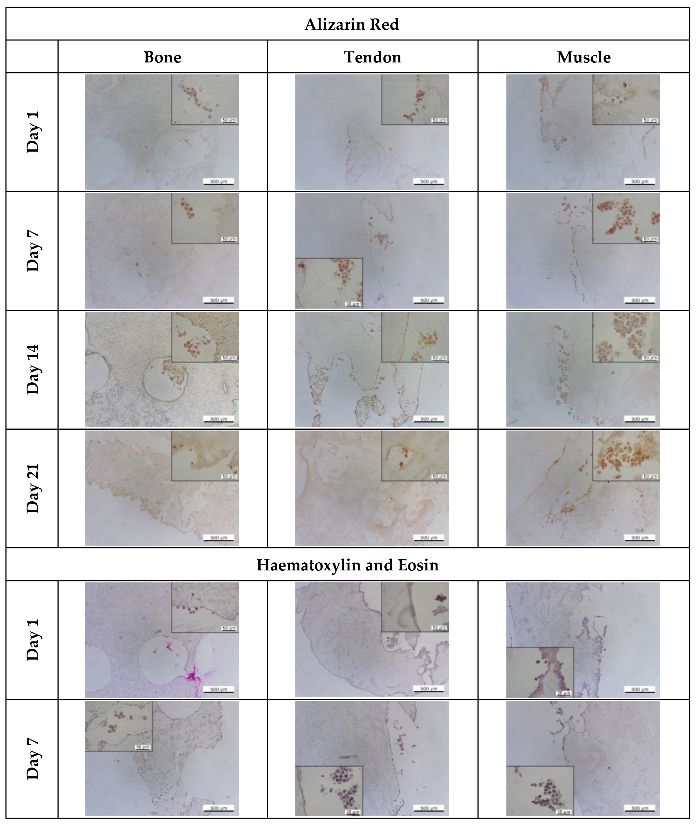 Cells 12 00313 g015a Cells 12 00313 g015a