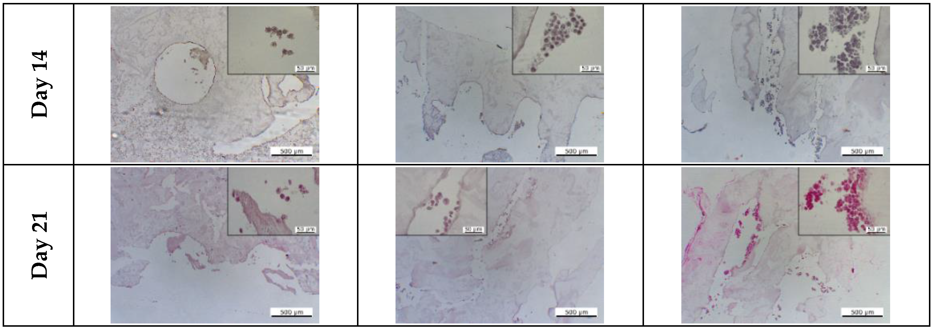 Cells 12 00313 g015b Cells 12 00313 g015b