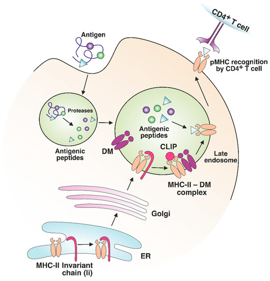 Cells Free FullText MHC Class II Presentation in Autoimmunity