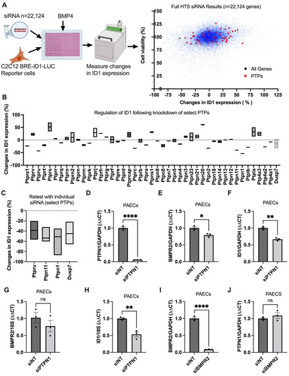 PTPN1 Deficiency Modulates BMPR2 Signaling and Induces