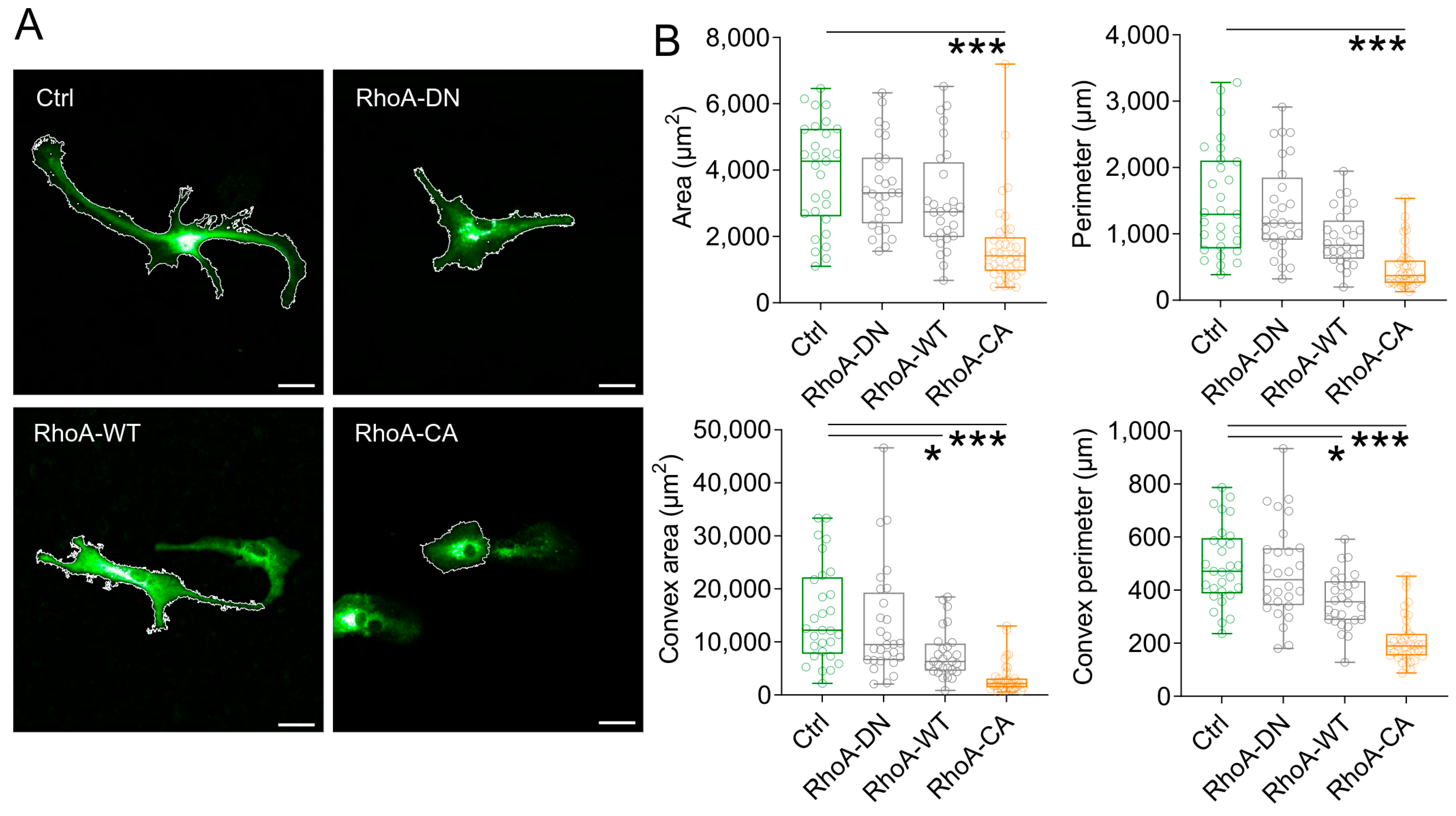 LIVE/DEAD Cell assay. a Control for live cells (normal astrocytes