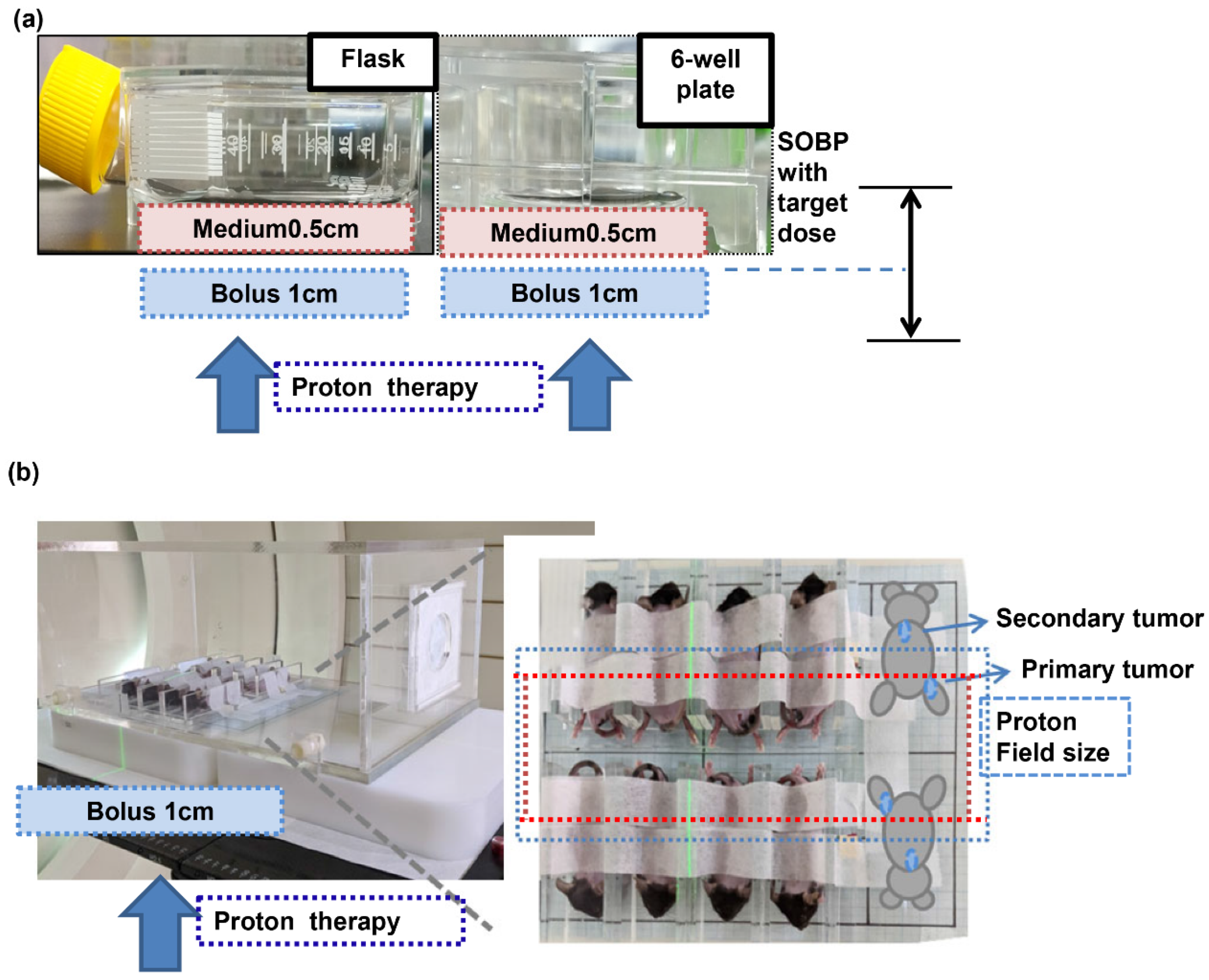 Cells 12 00332 g001 Cells 12 00332 g001