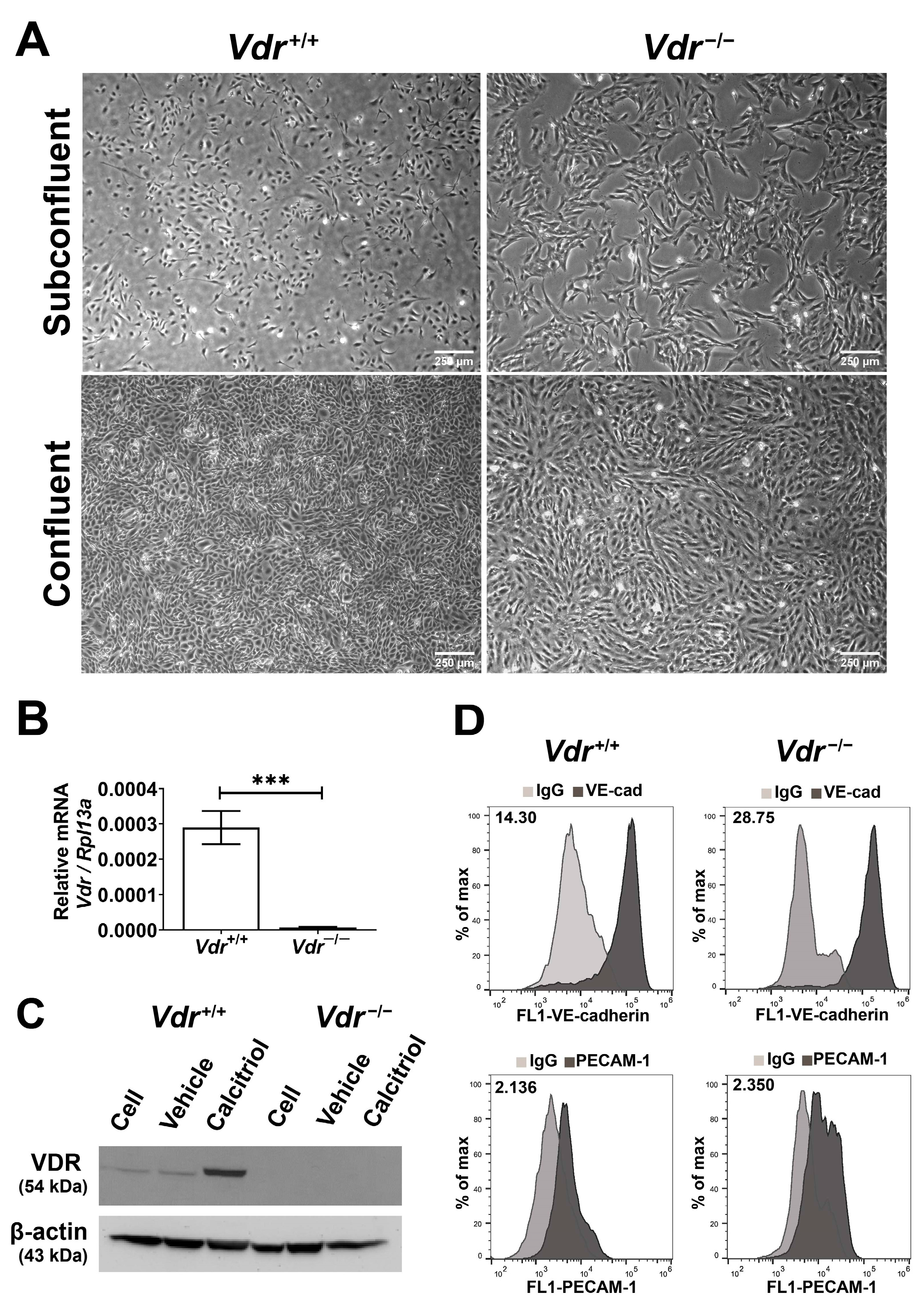 Cells 12 00335 g001 Cells 12 00335 g001