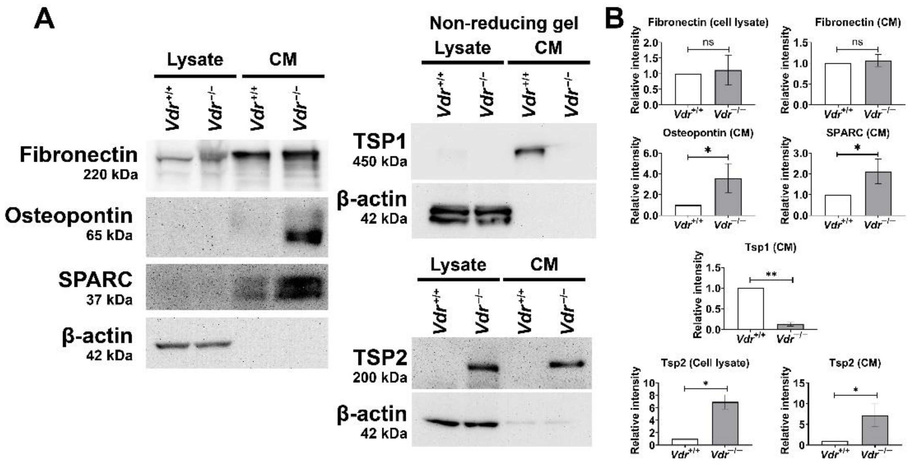 Cells 12 00335 g005 Cells 12 00335 g005