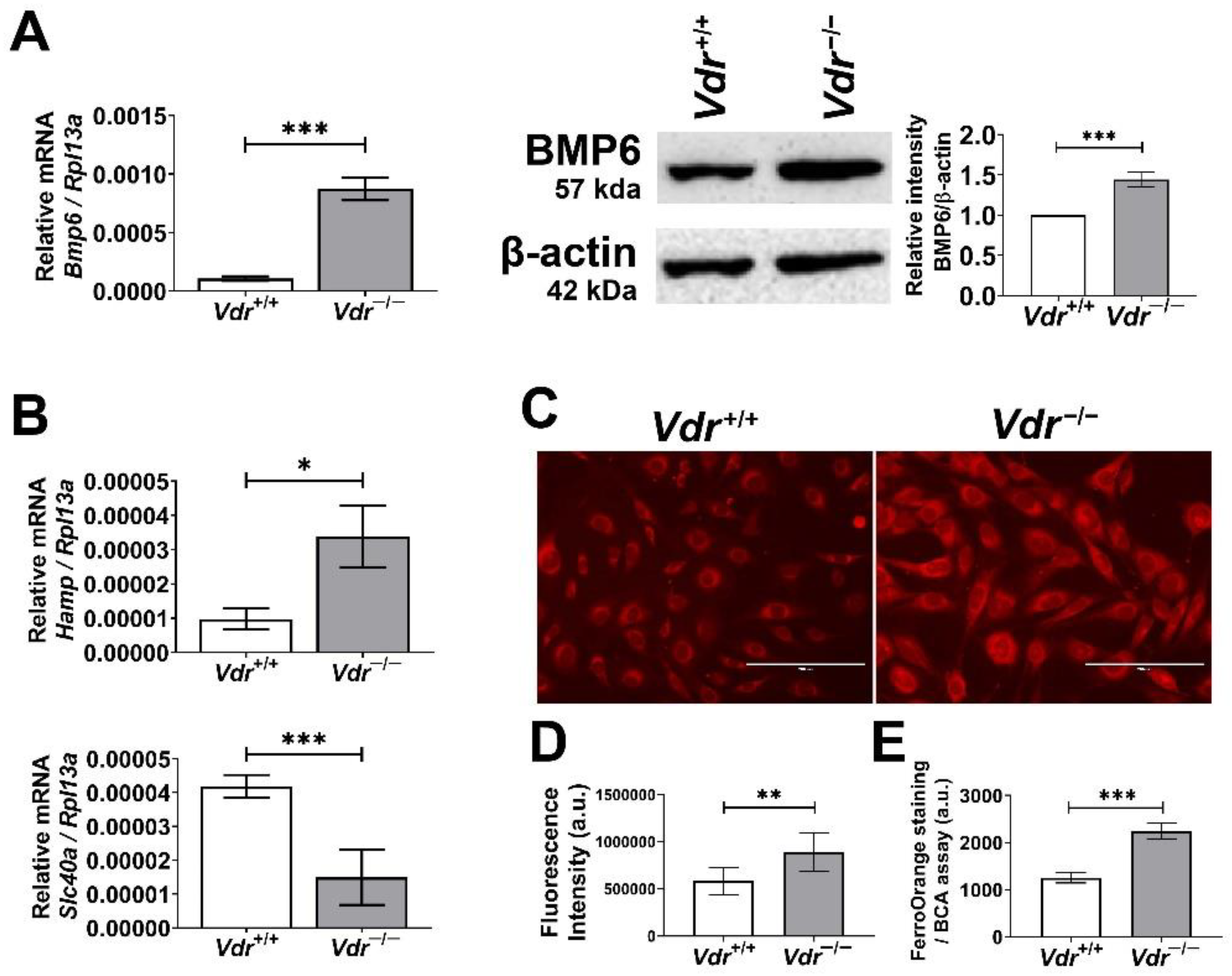 Cells 12 00335 g009 Cells 12 00335 g009