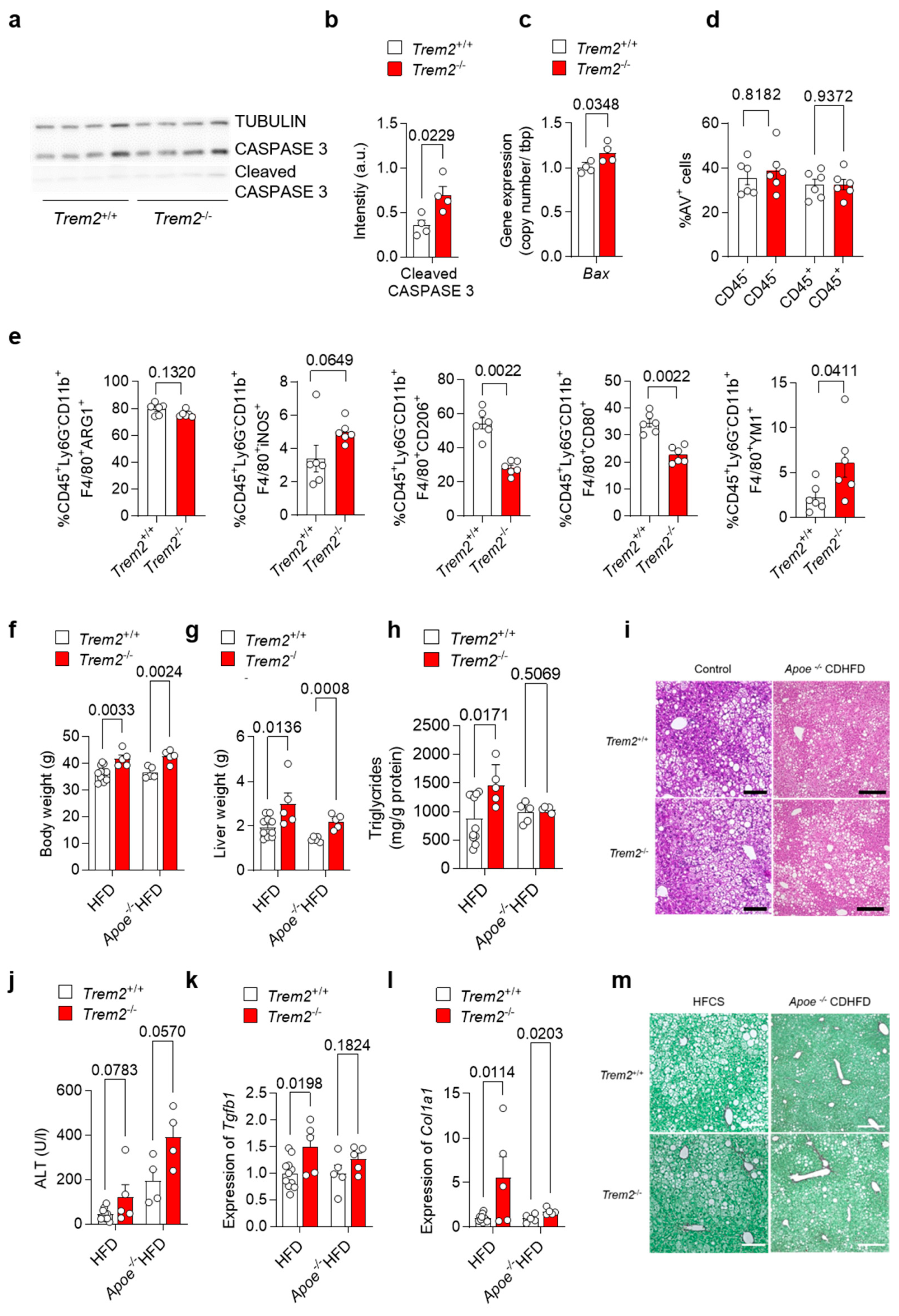 Cells 12 00341 g004 Cells 12 00341 g004