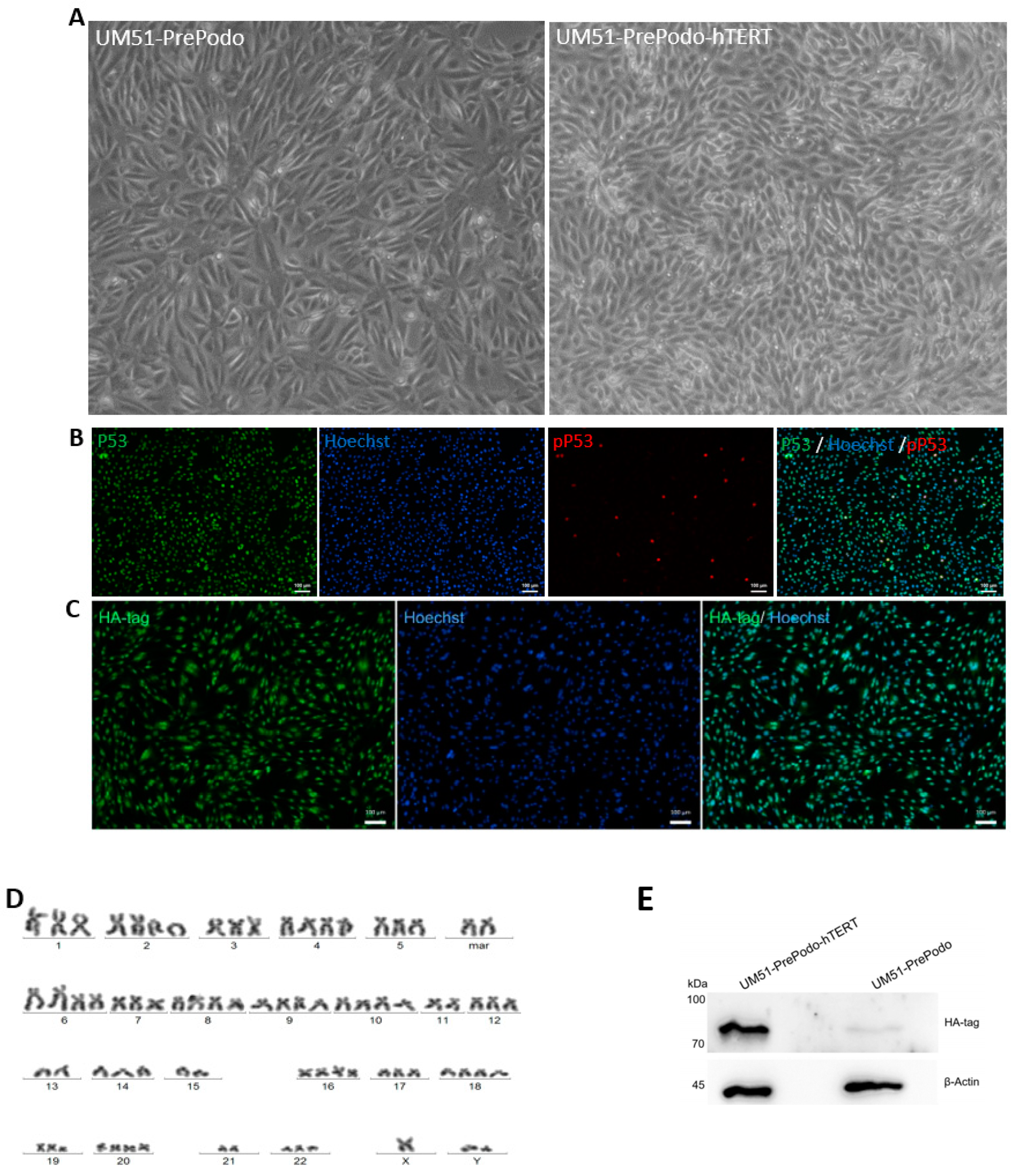 Cells 12 00342 g001a Cells 12 00342 g001a