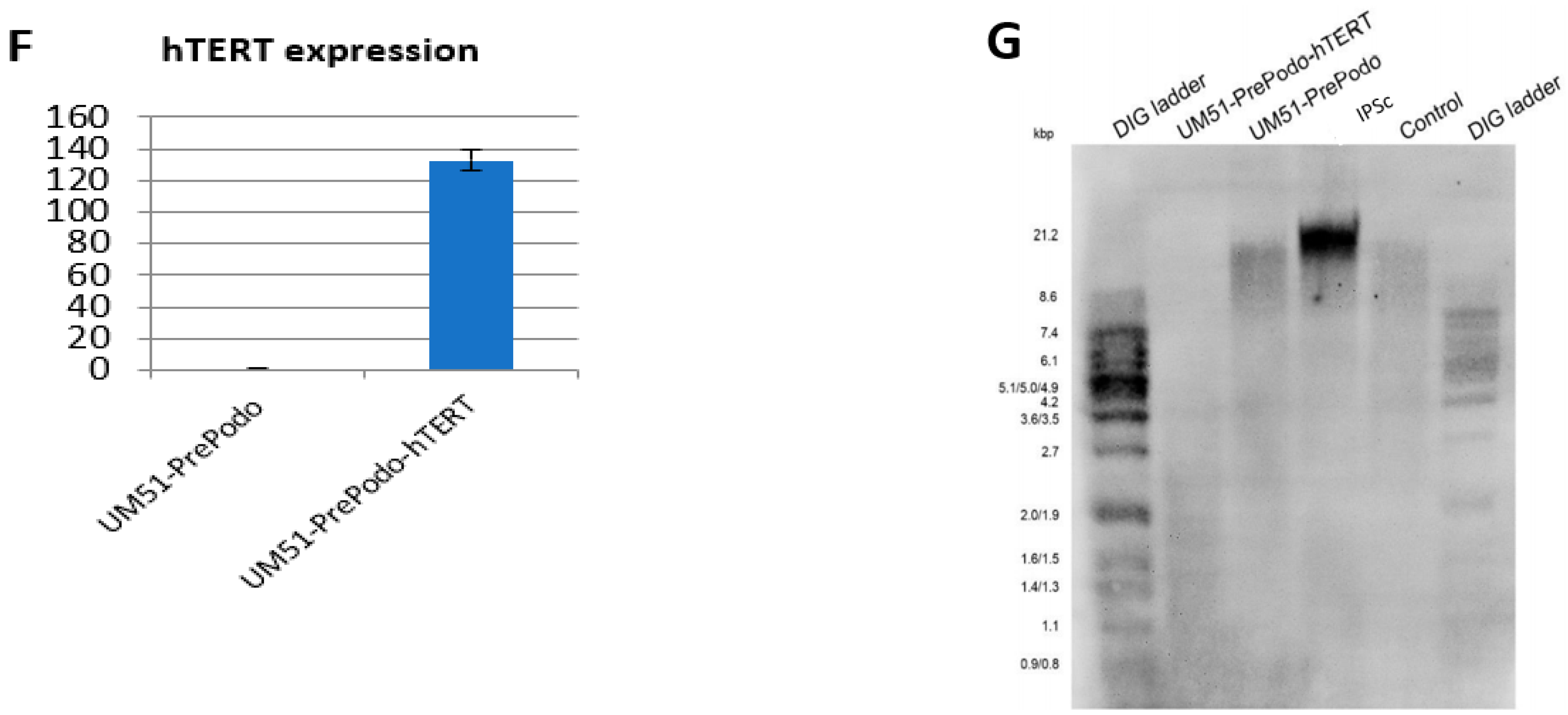 Cells 12 00342 g001b Cells 12 00342 g001b