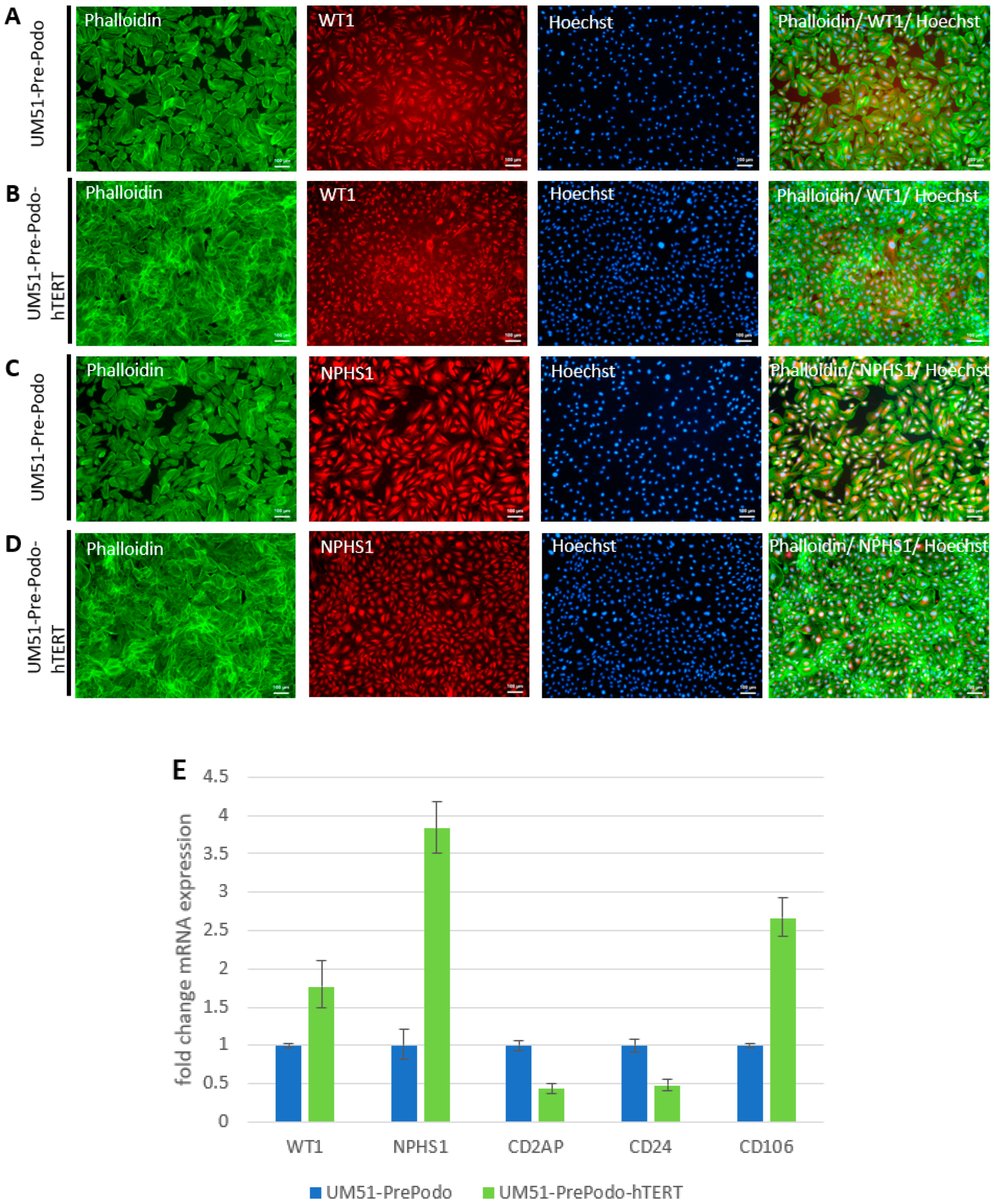 Cells 12 00342 g002 Cells 12 00342 g002