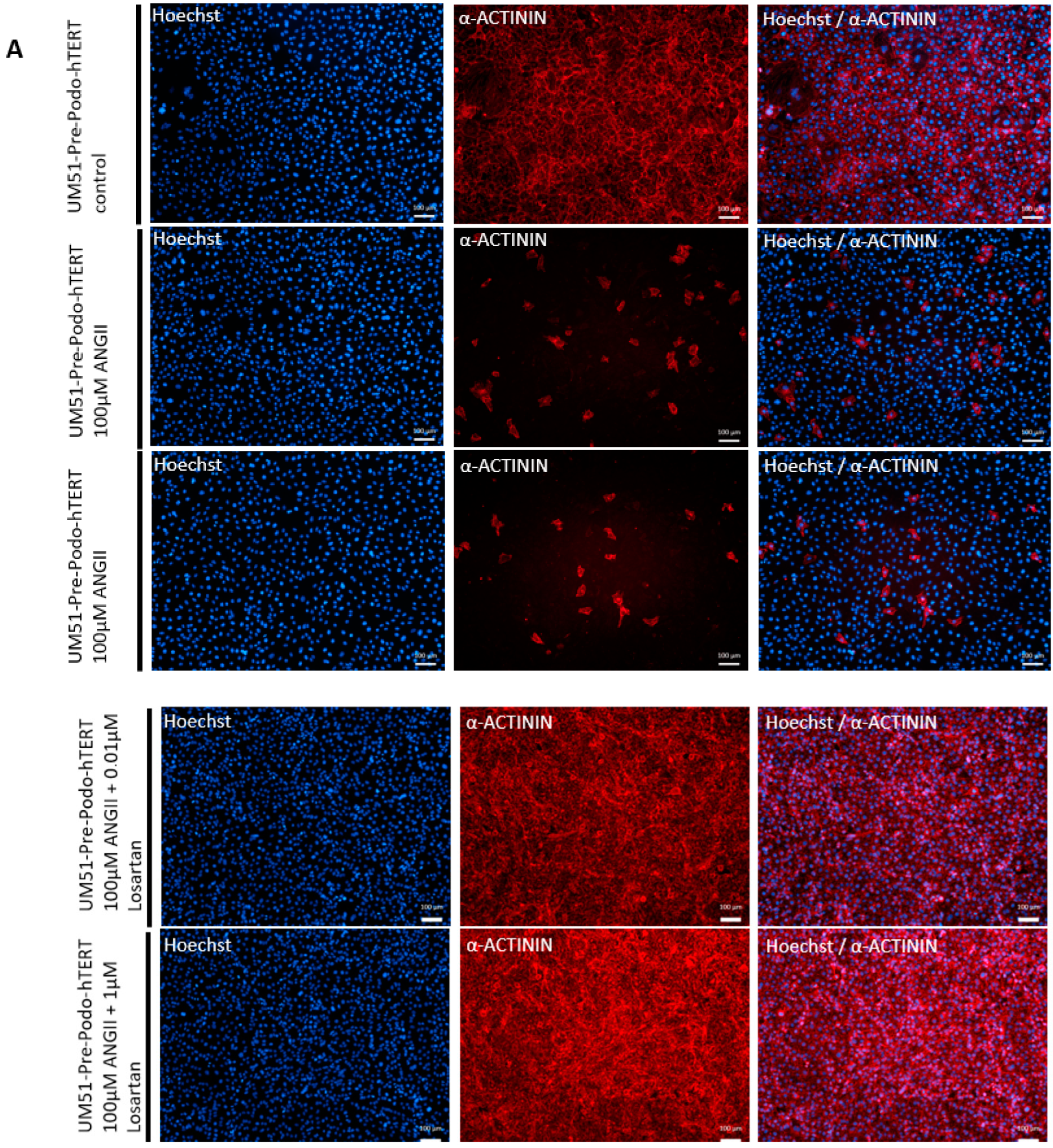 Cells 12 00342 g005a Cells 12 00342 g005a