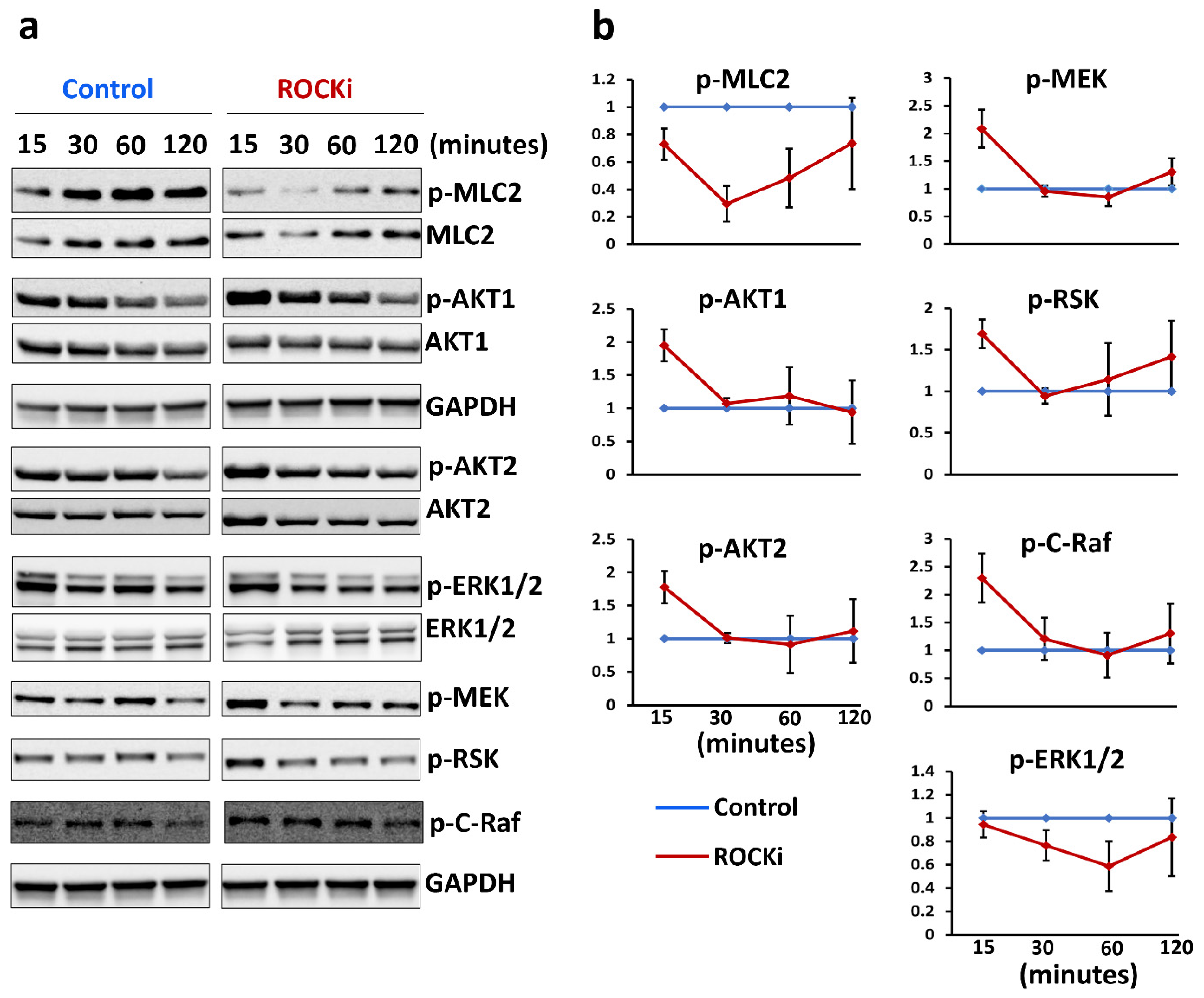 Cells 12 00346 g008 Cells 12 00346 g008