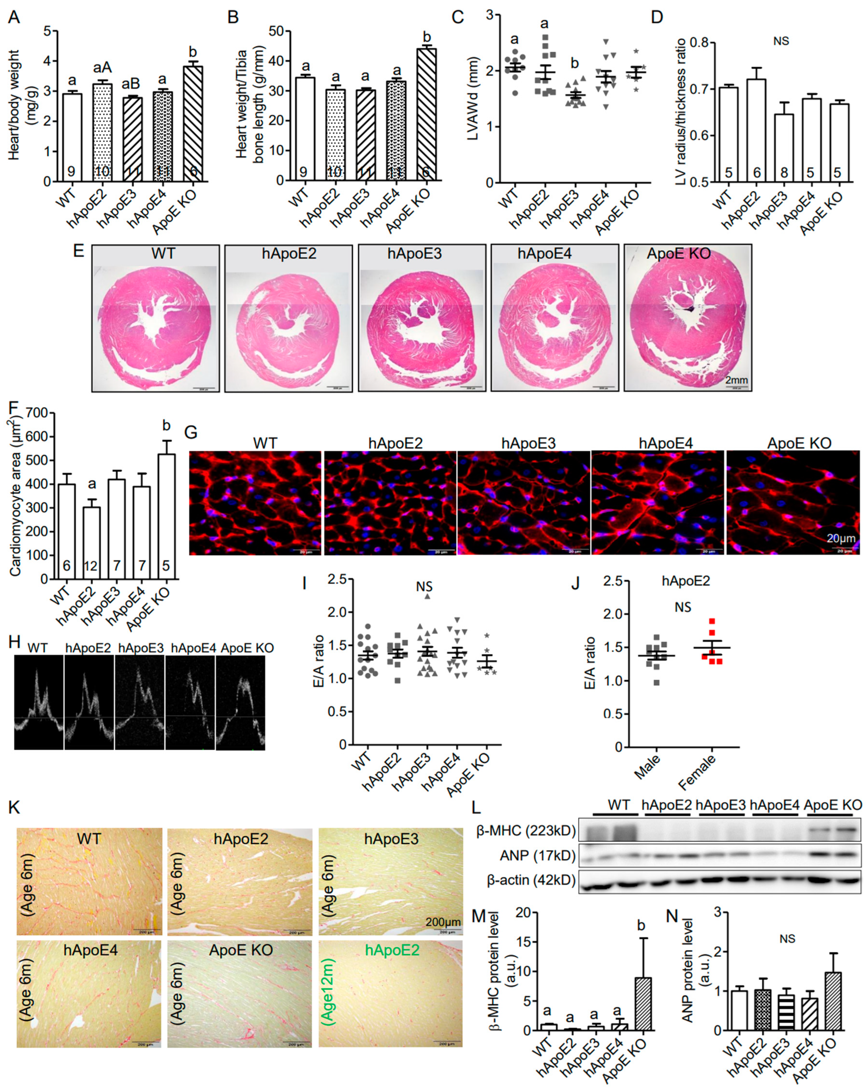 Cells 12 00347 g002 Cells 12 00347 g002
