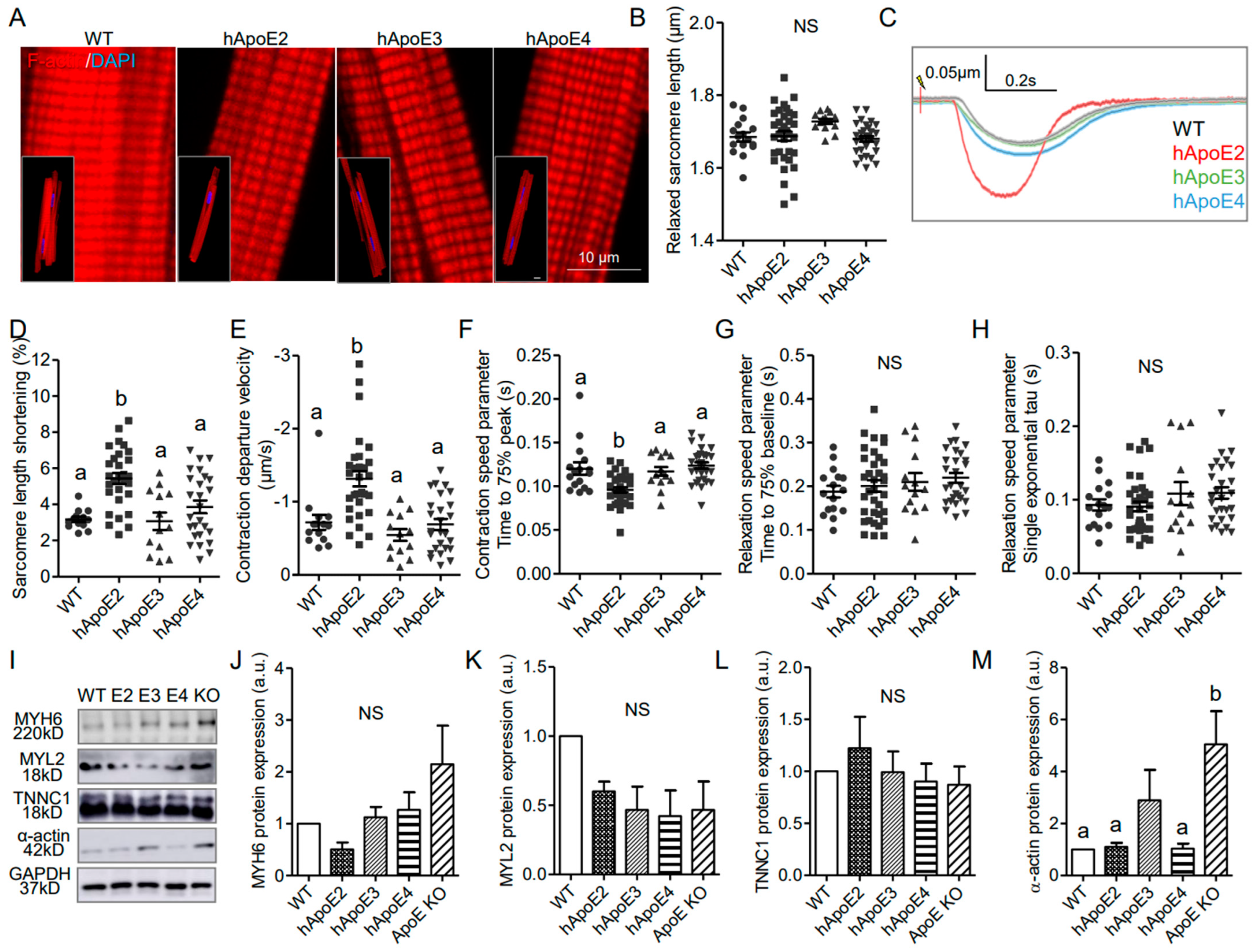 Cells 12 00347 g003 Cells 12 00347 g003