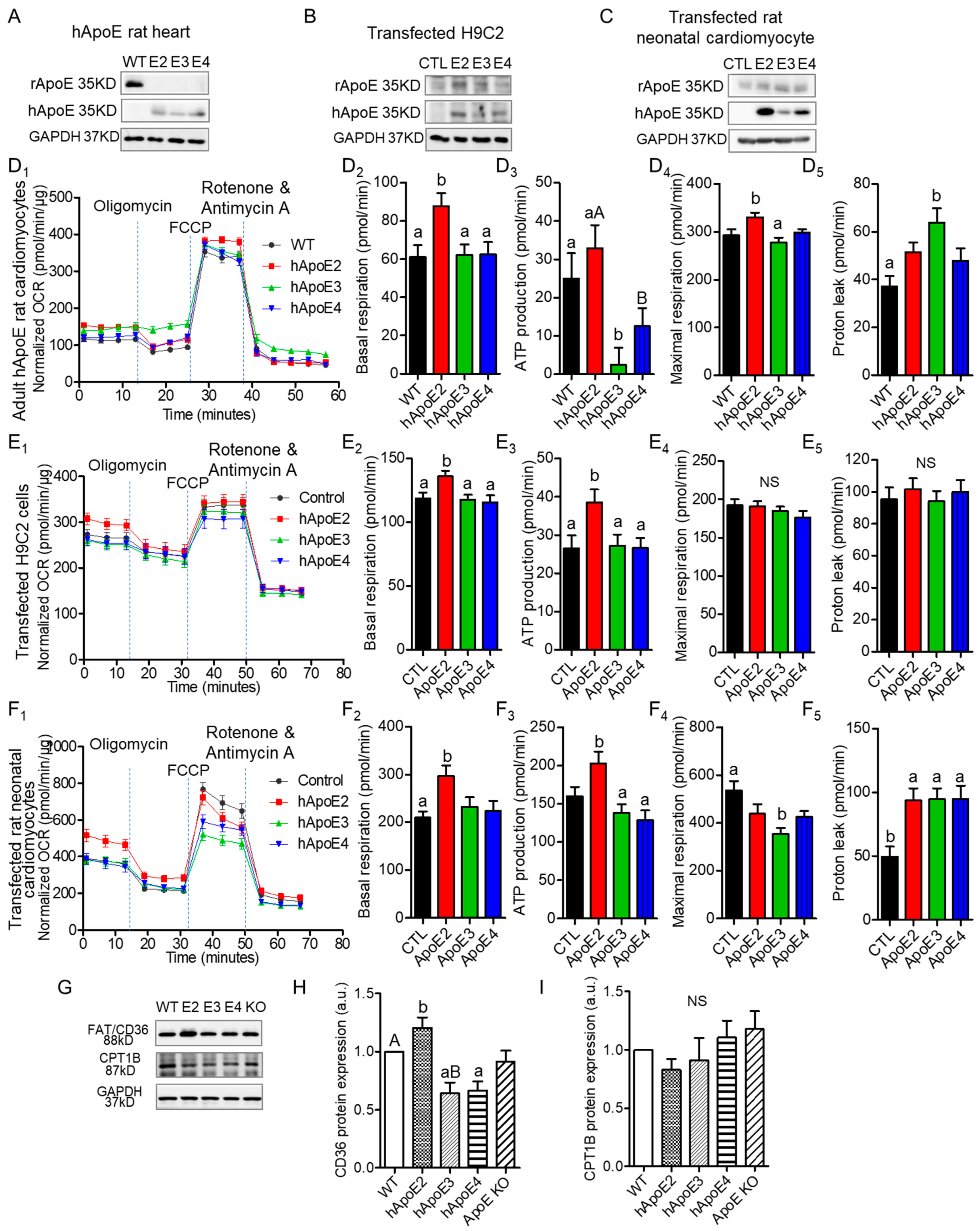 Cells 12 00347 g004 Cells 12 00347 g004