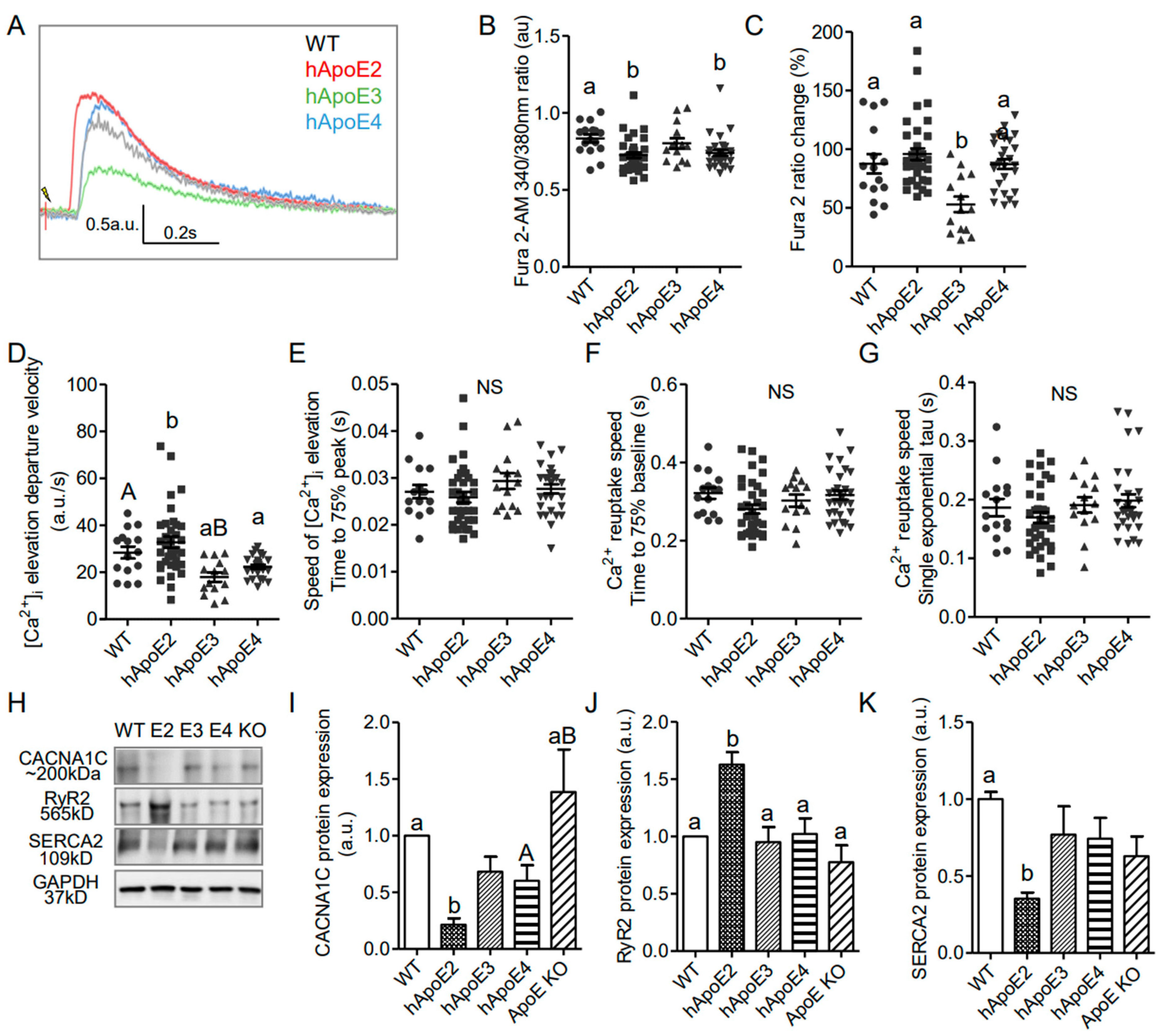Cells 12 00347 g005 Cells 12 00347 g005