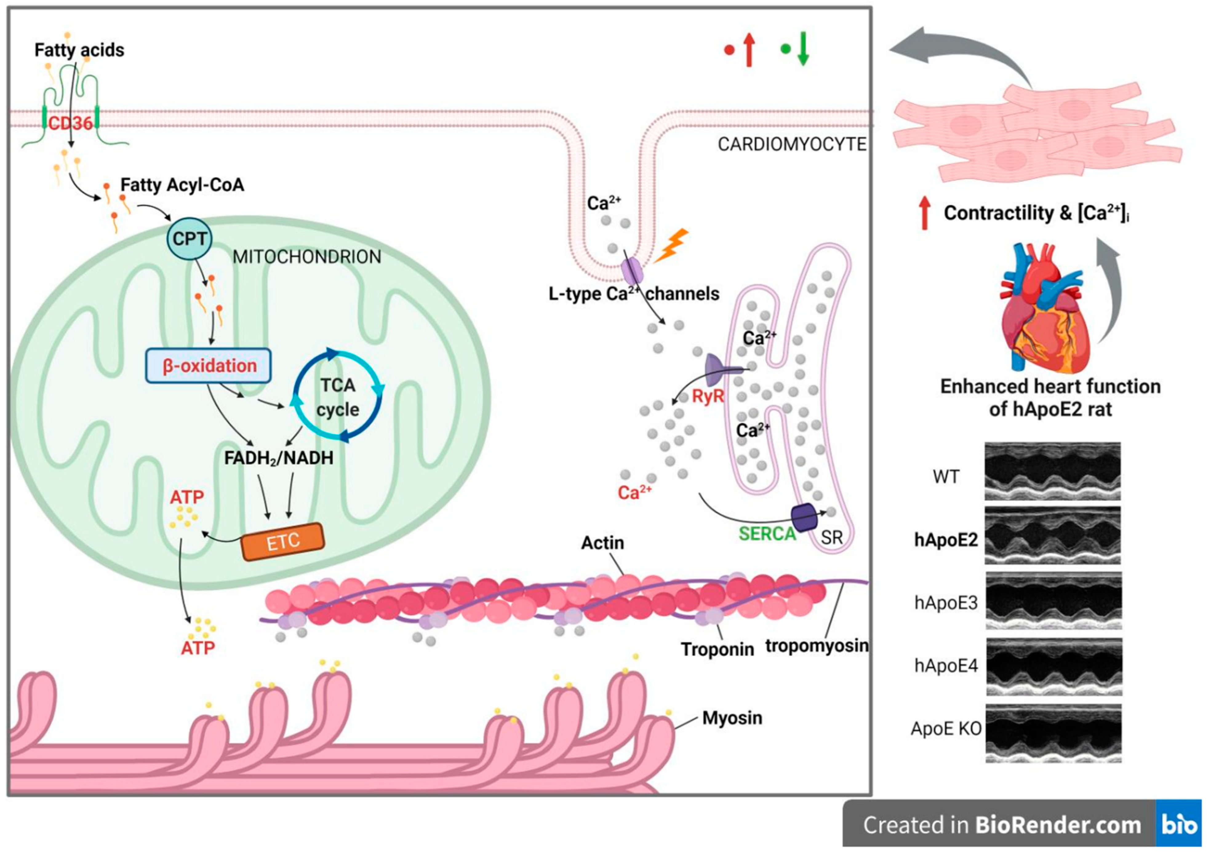 Cells 12 00347 g006 Cells 12 00347 g006