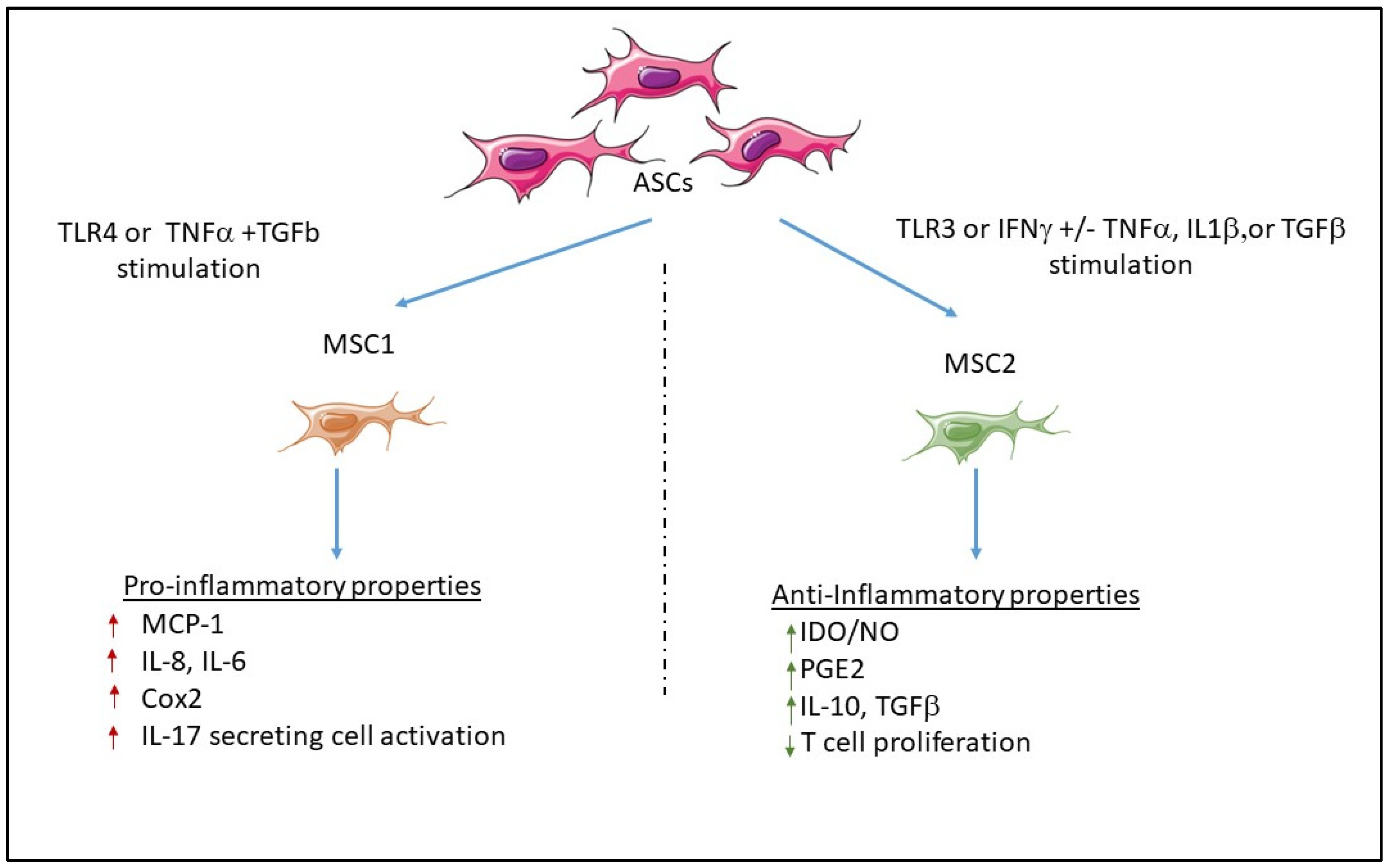 Cells 12 00348 g001 Cells 12 00348 g001
