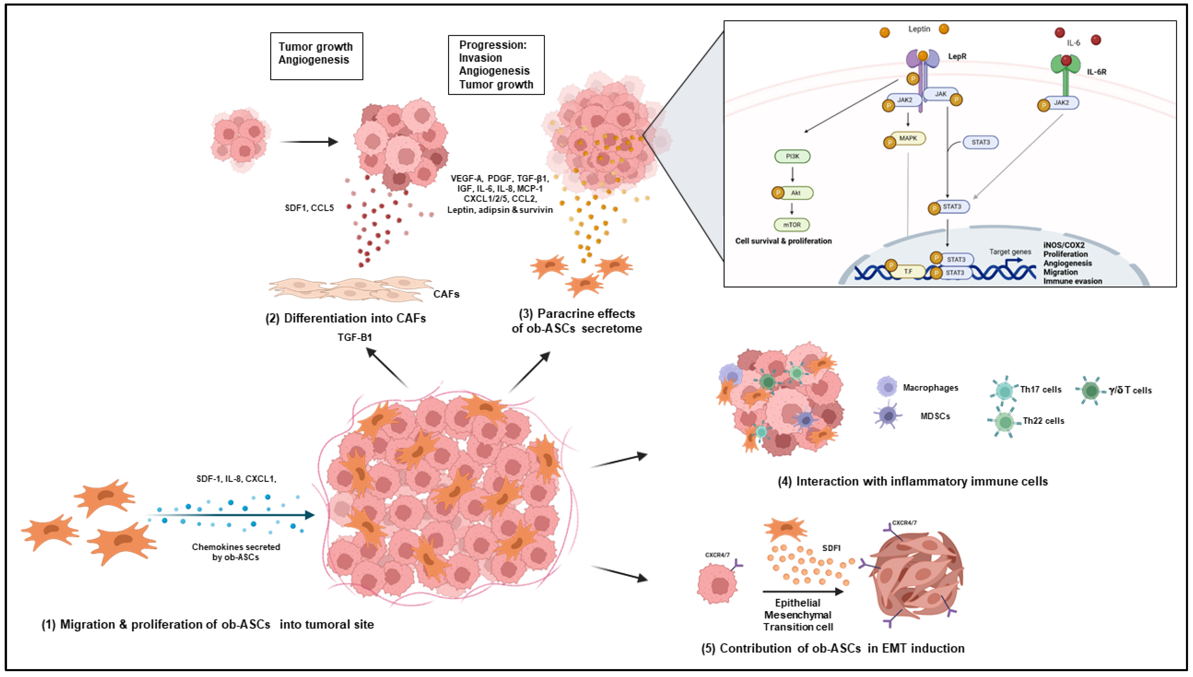 Cells 12 00348 g003 Cells 12 00348 g003