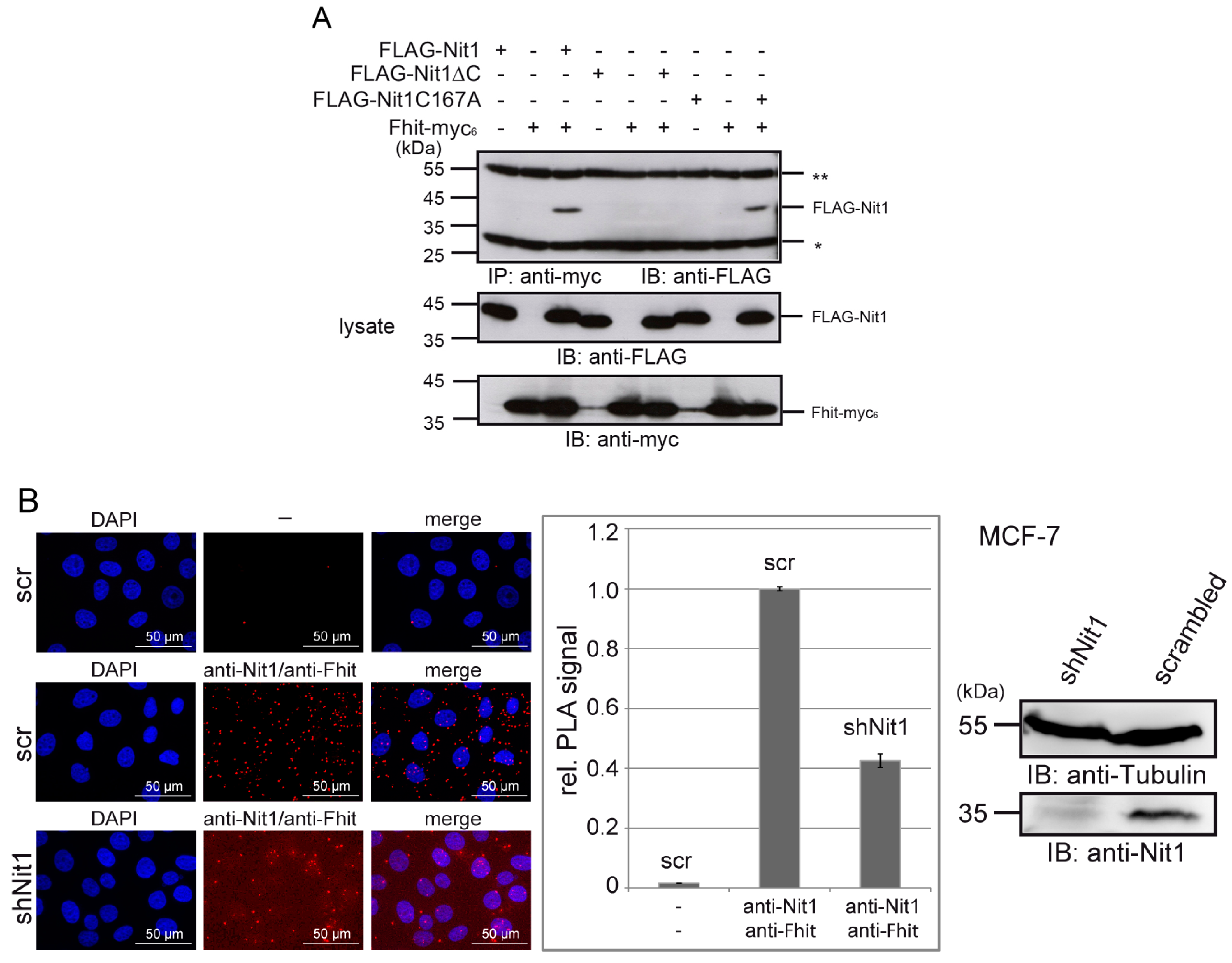 Cells 12 00353 g004 Cells 12 00353 g004