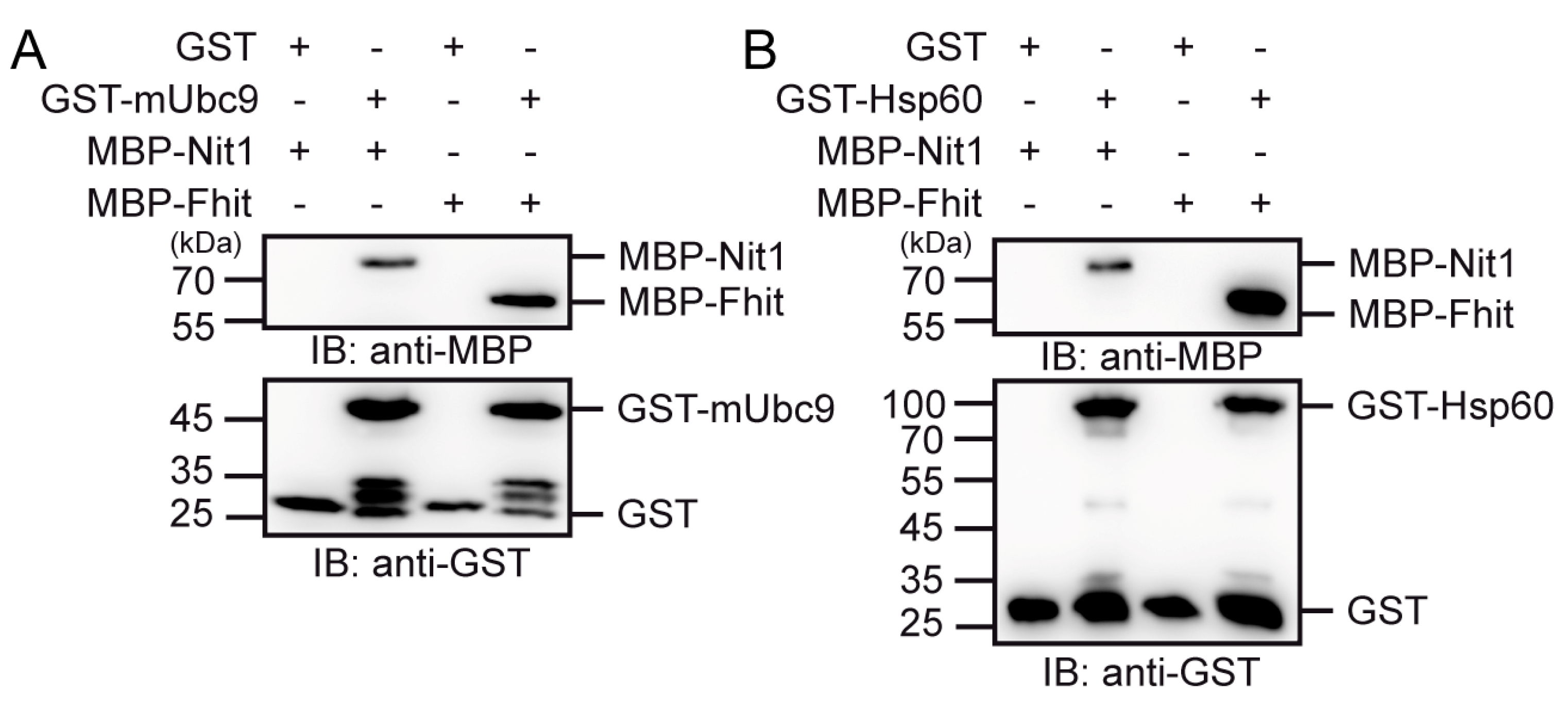 Cells 12 00353 g006 Cells 12 00353 g006