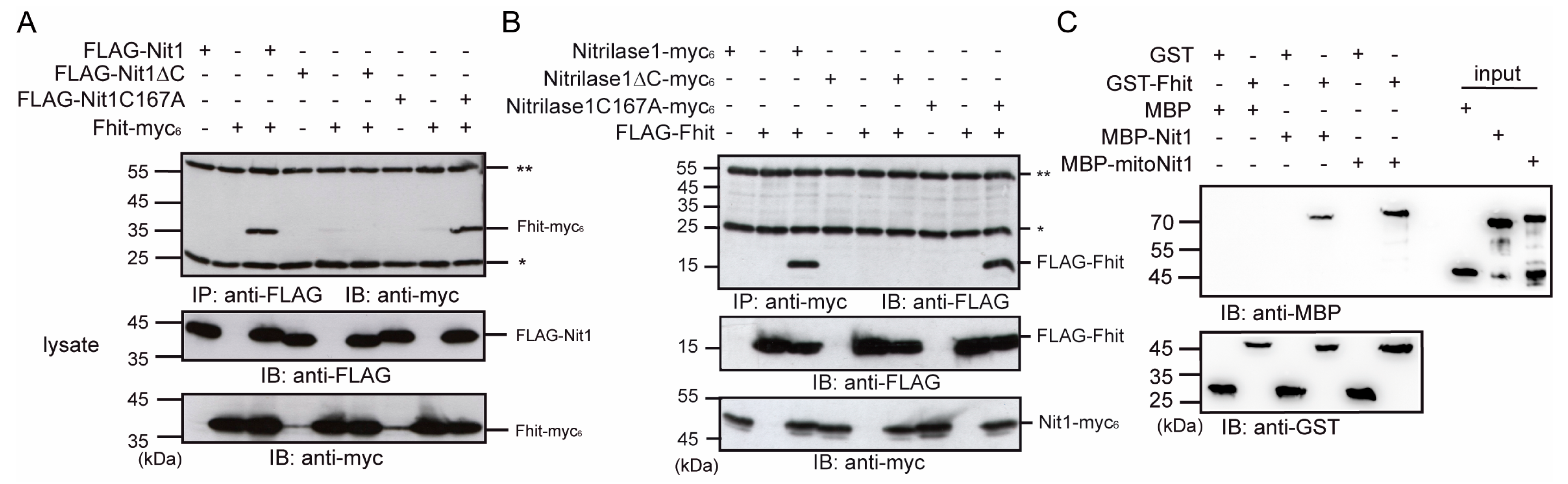 Cells 12 00353 g0a3 Cells 12 00353 g0a3