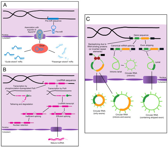 Cells | Free Full-Text | The Role of Non-Coding RNAs in Liver 