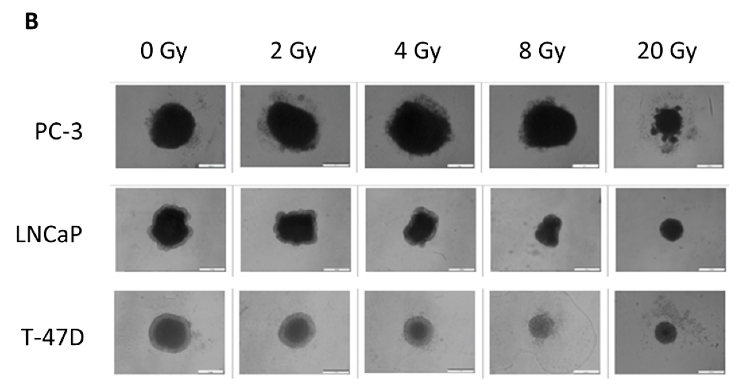 Cells 12 00360 g003b