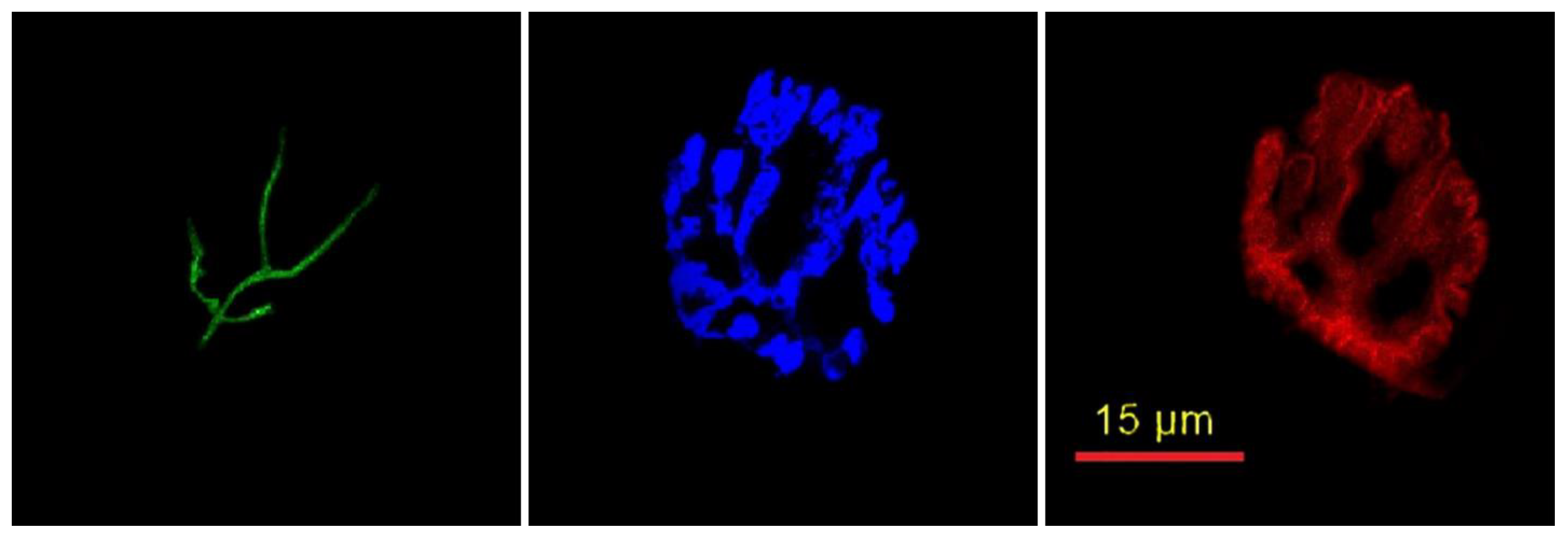 Cells 12 00361 g001 Cells 12 00361 g001