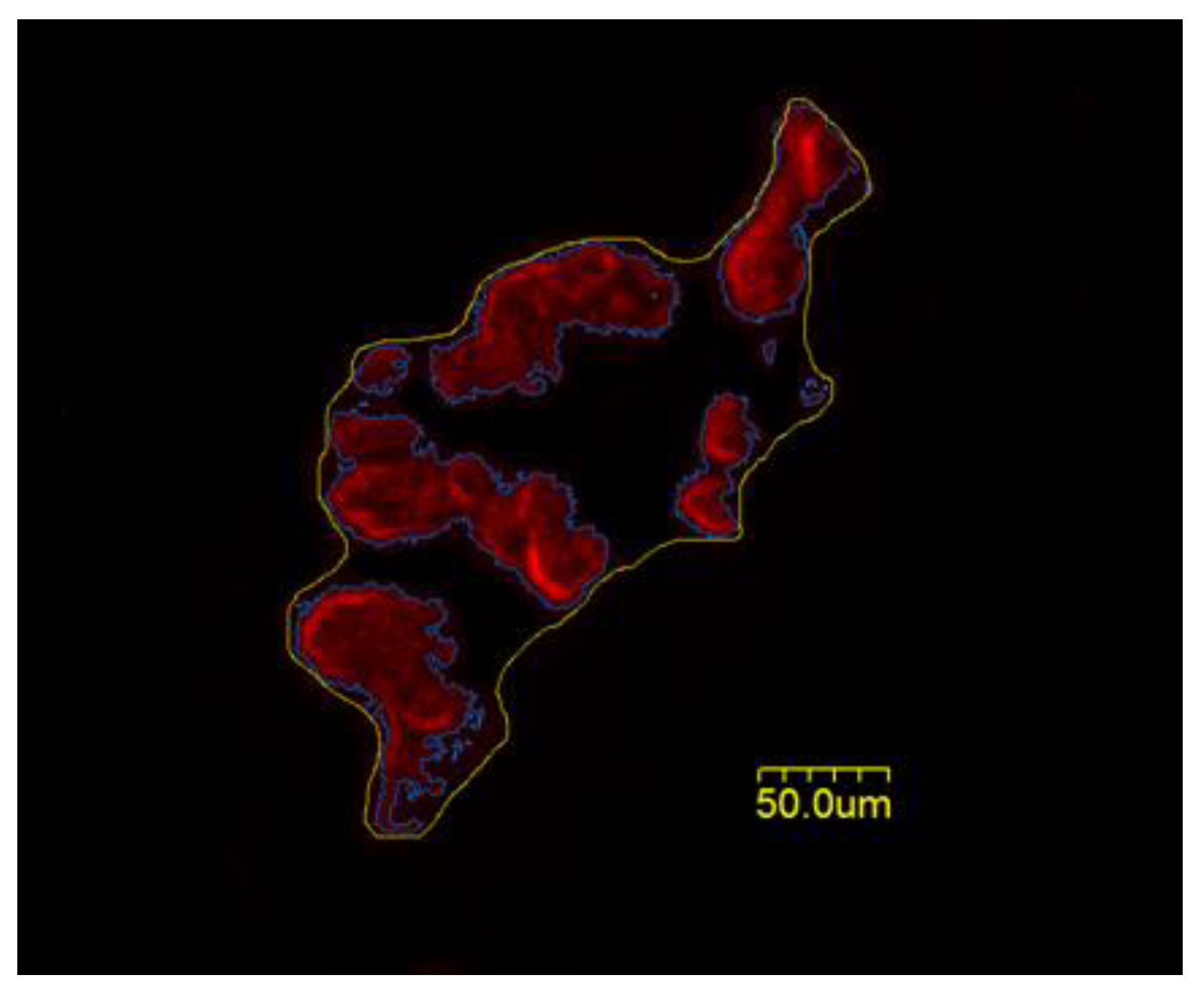 Cells 12 00361 g002 Cells 12 00361 g002