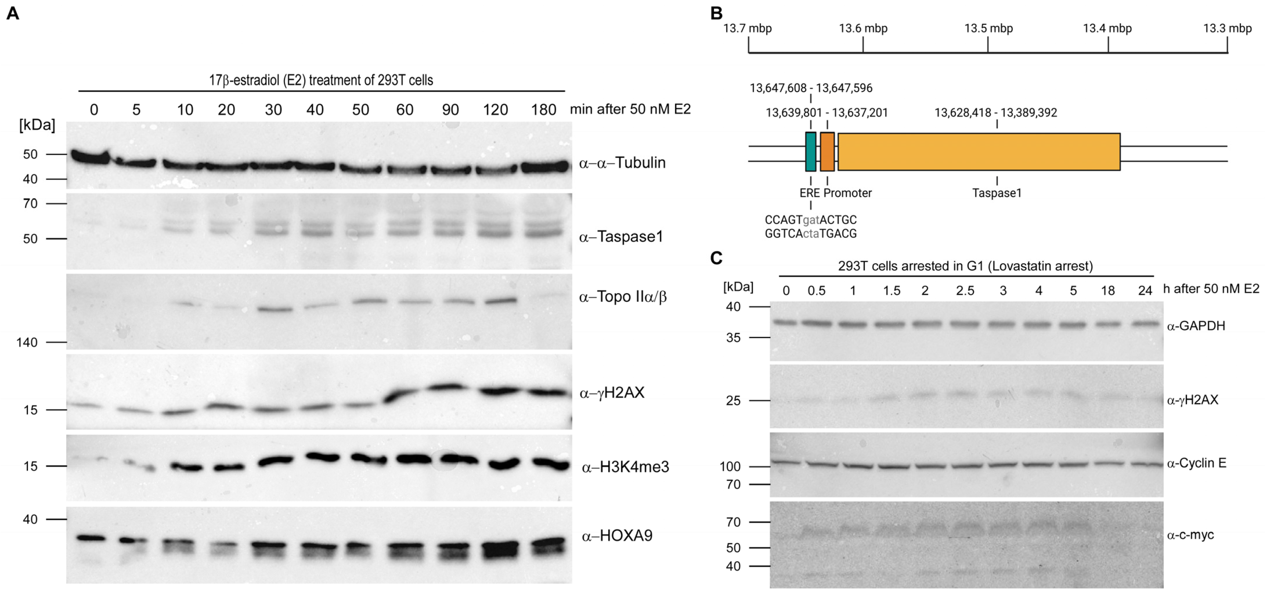 Cells 12 00363 g002 Cells 12 00363 g002