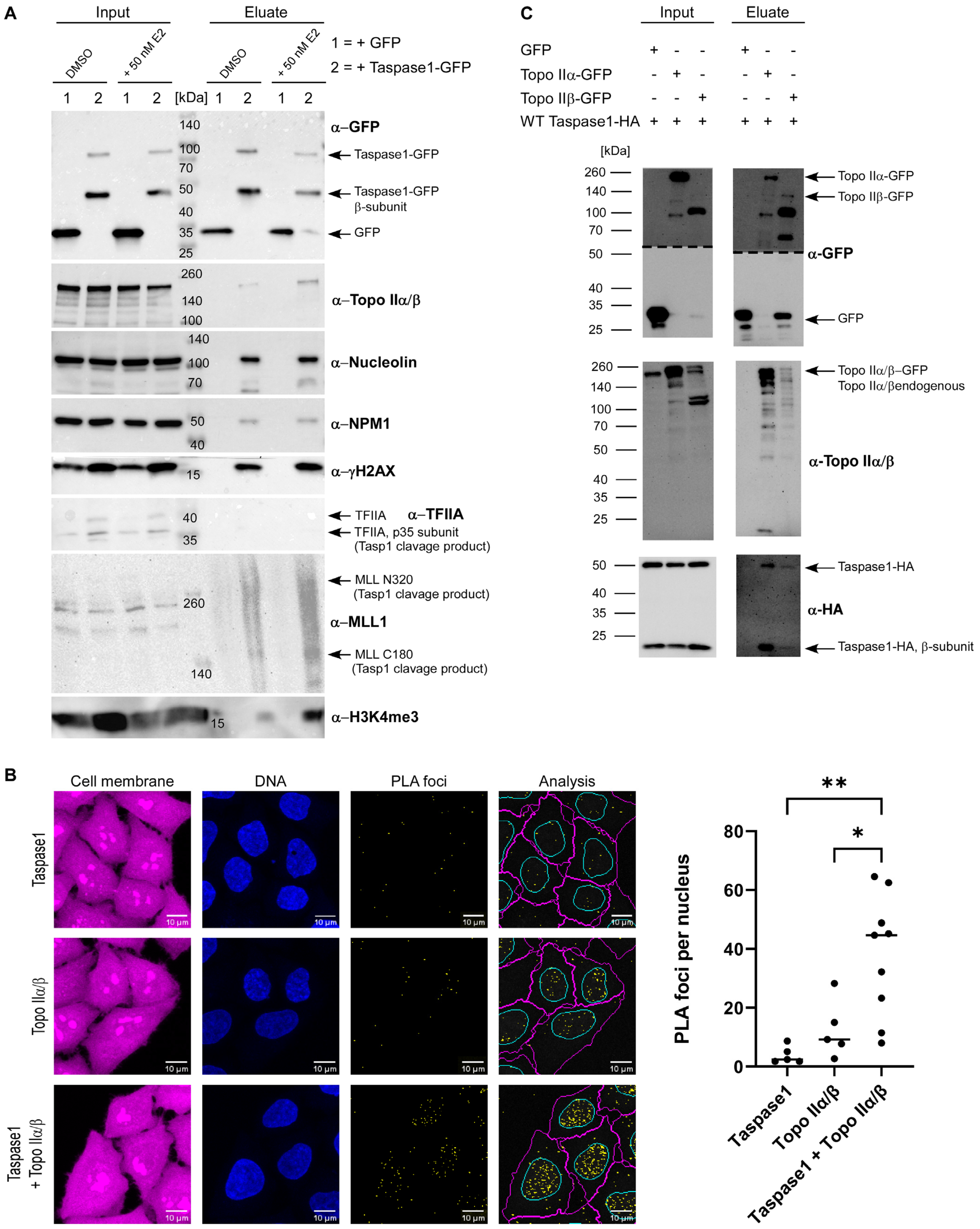 Cells 12 00363 g003 Cells 12 00363 g003