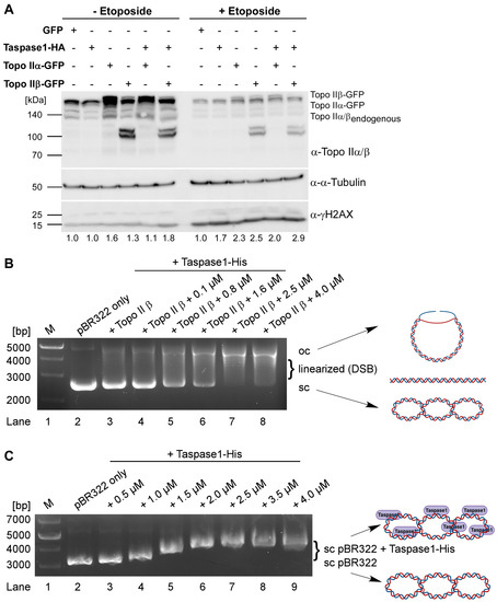 bpc 157 research bpc 157 rotator cuff reddit BPC-157 Research Peptide