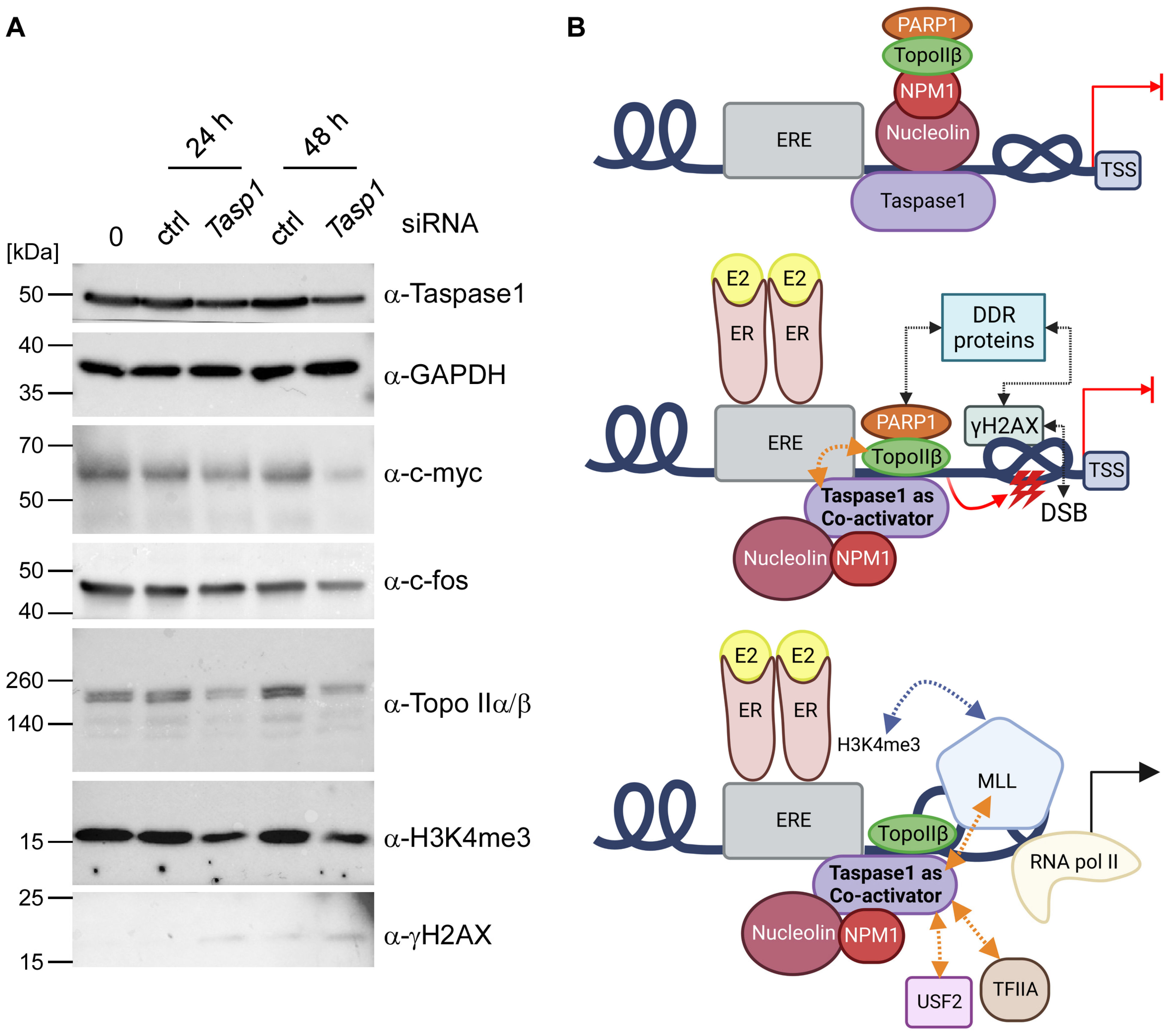 Cells 12 00363 g005 Cells 12 00363 g005