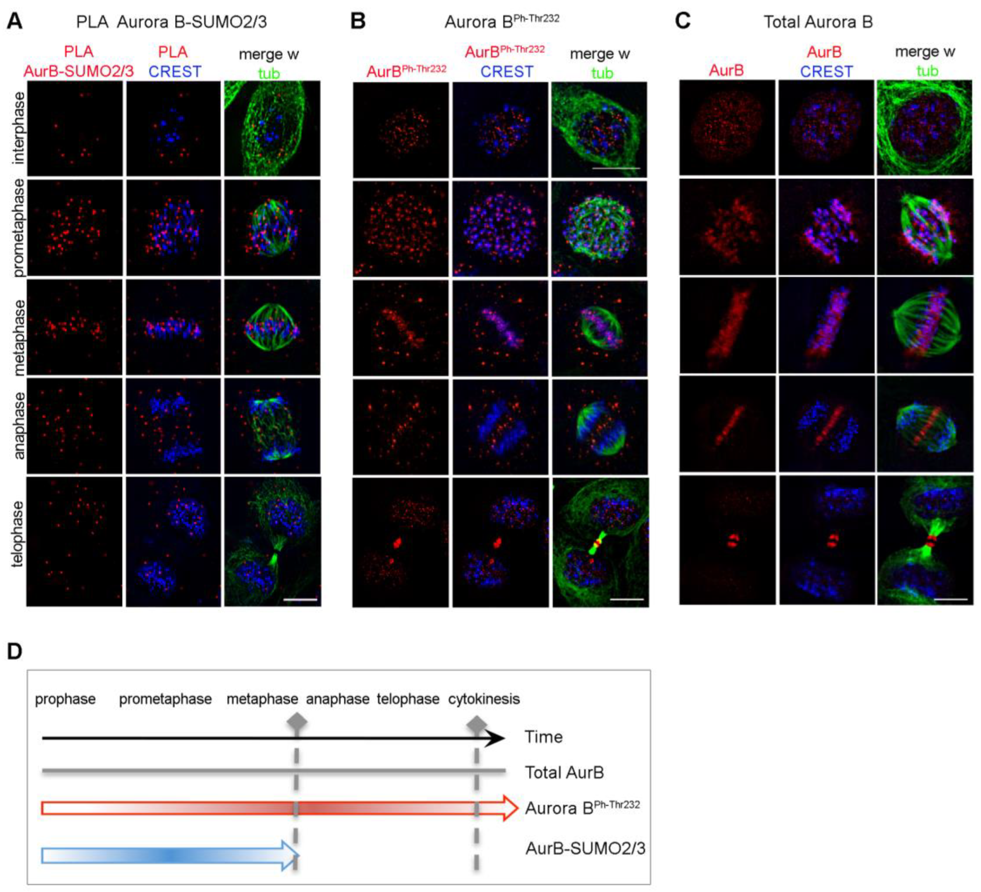Cells 12 00372 g002 Cells 12 00372 g002
