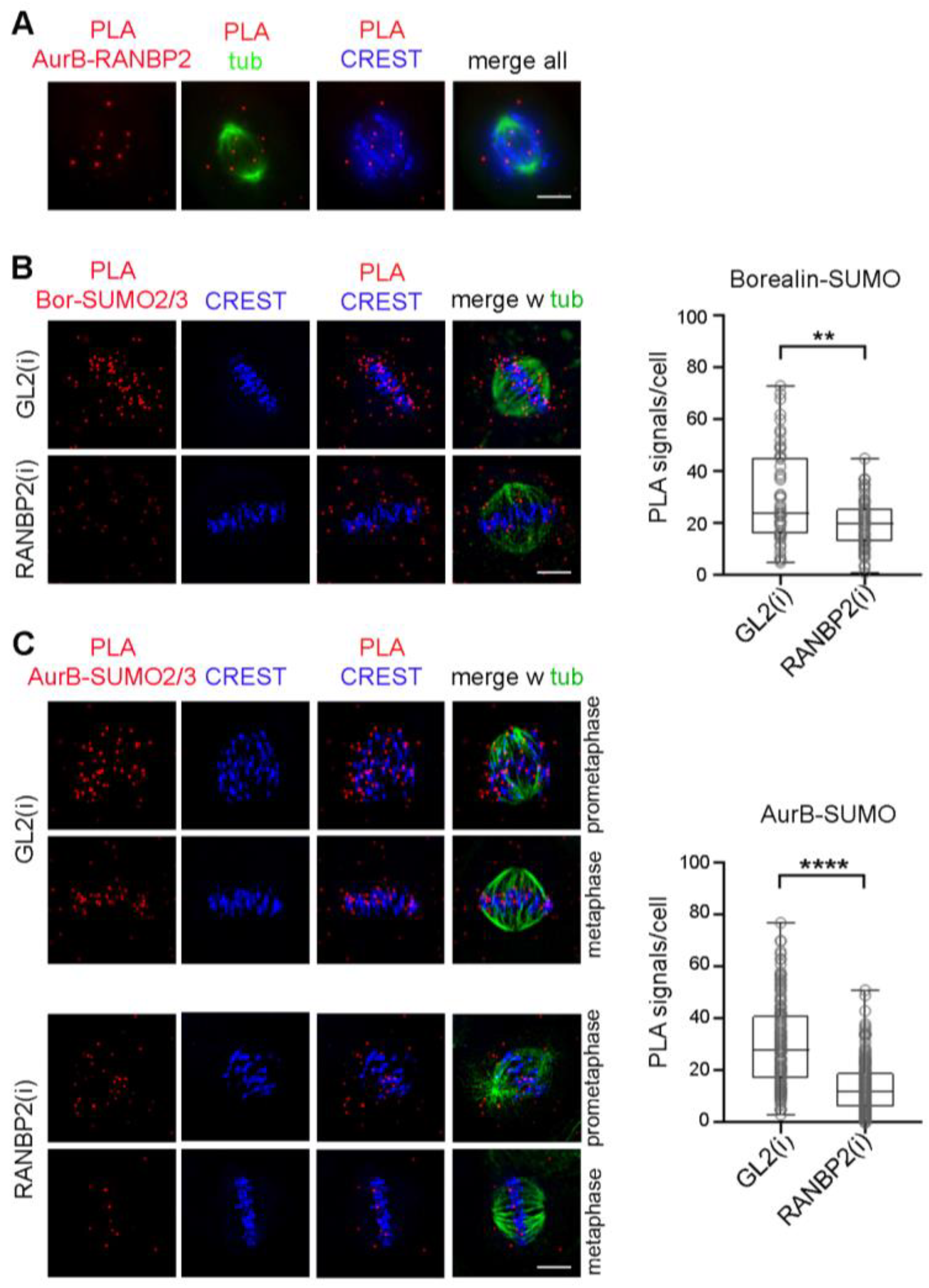 Cells 12 00372 g005 Cells 12 00372 g005