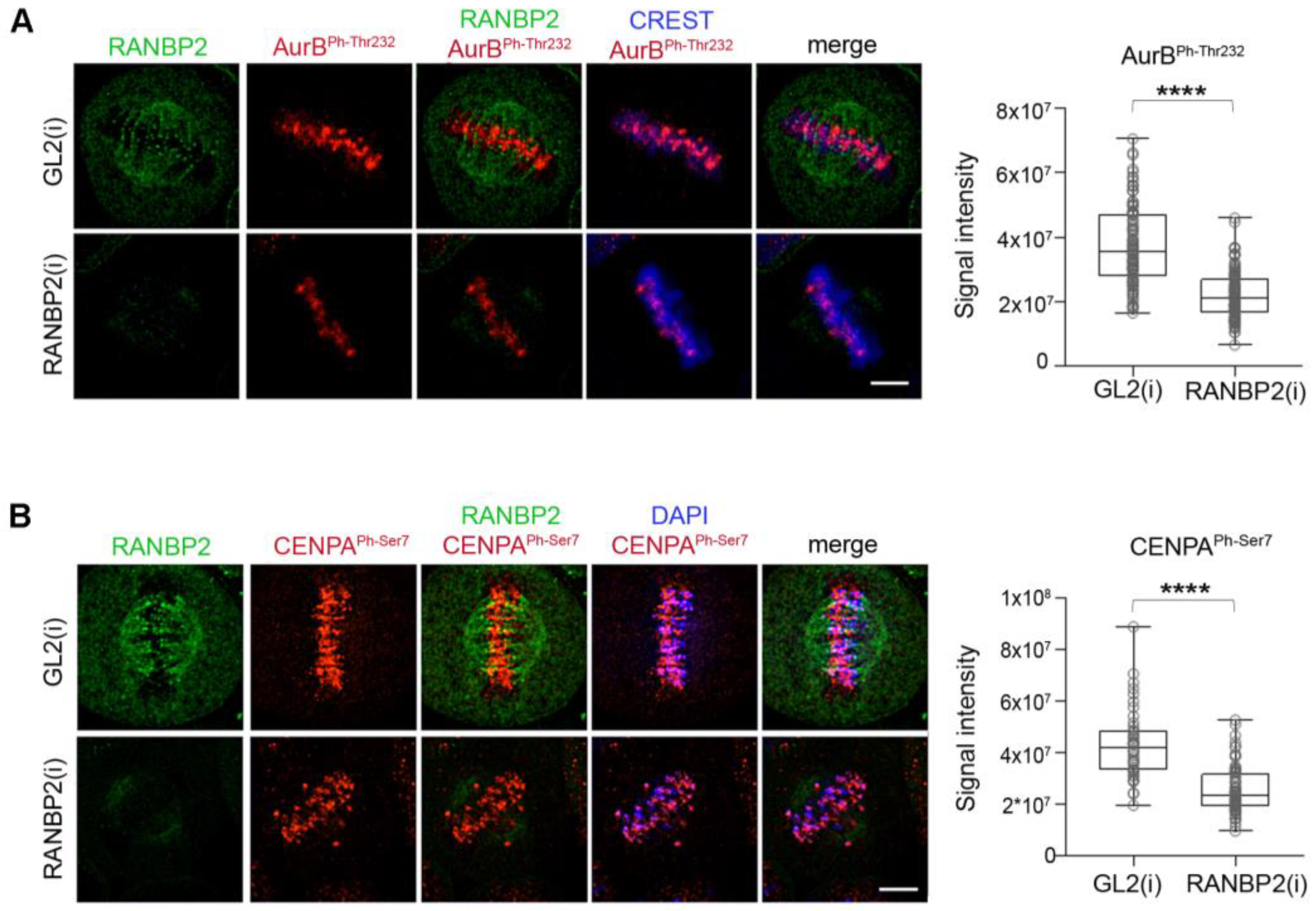 Cells 12 00372 g006 Cells 12 00372 g006