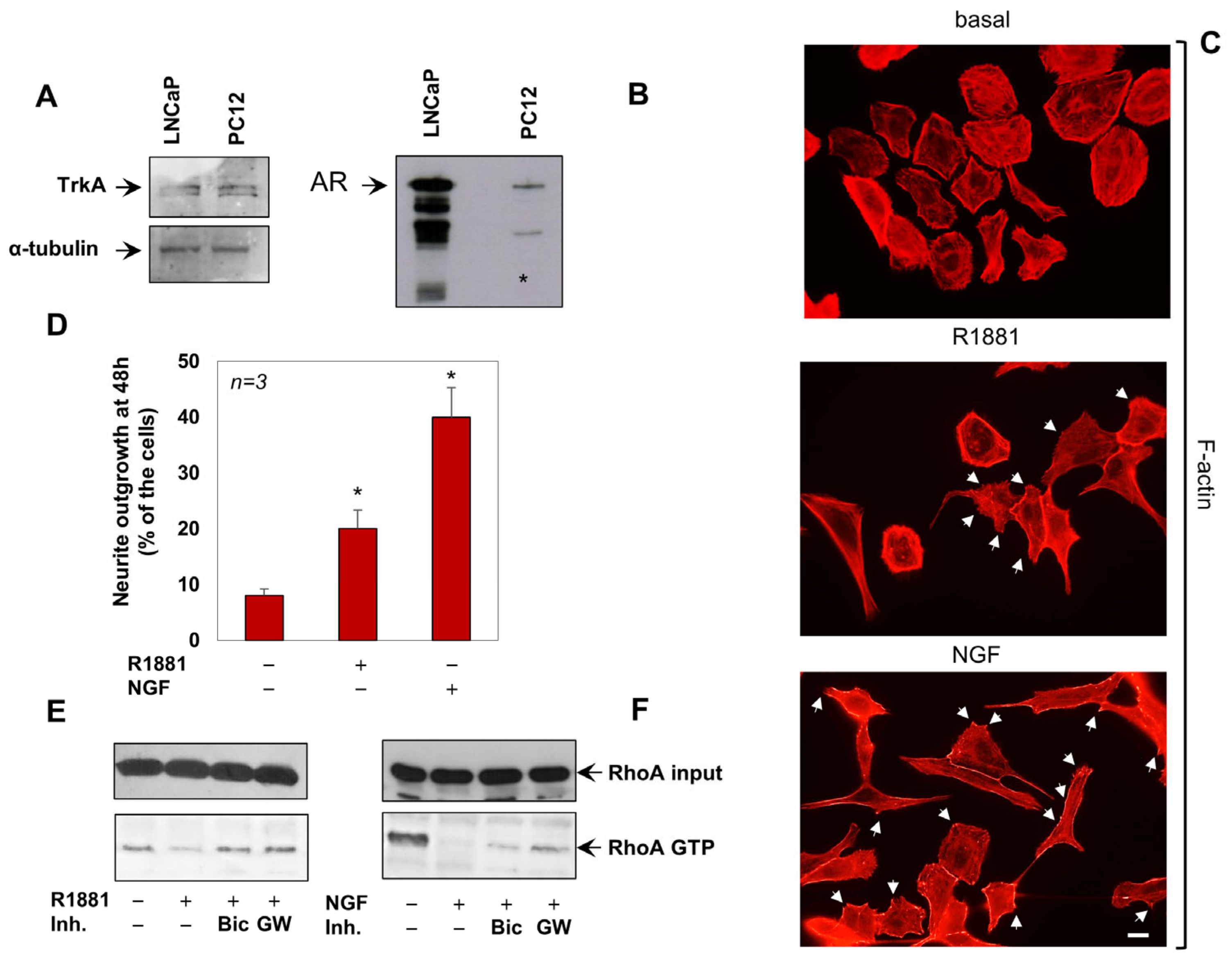 Cells 12 00373 g001 Cells 12 00373 g001