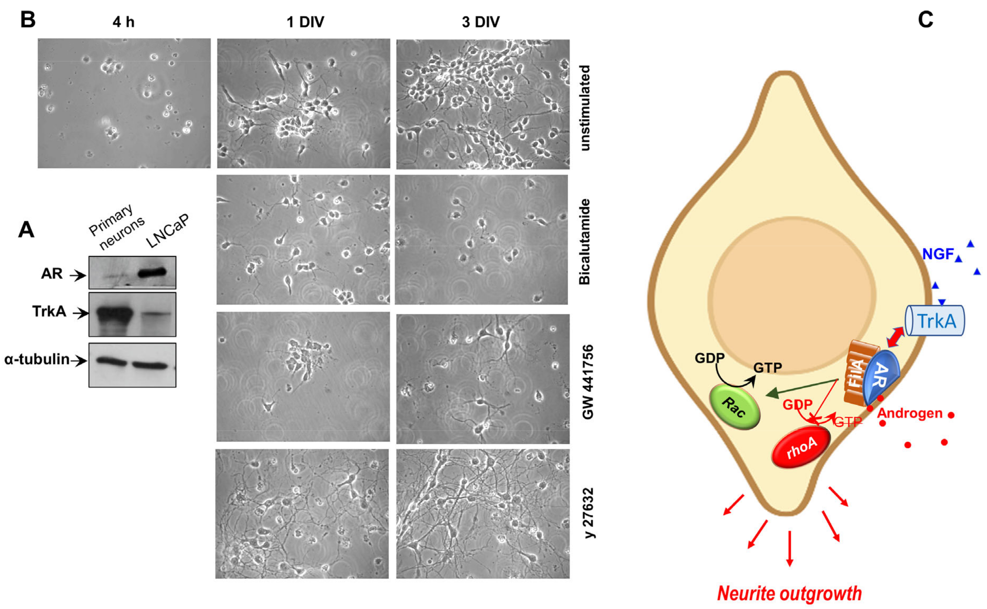 Cells 12 00373 g004 Cells 12 00373 g004